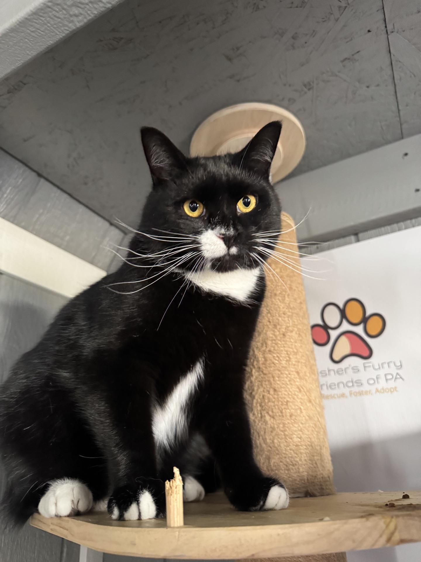 Enlarge Frosty, a ADOPTABLE Tuxedo in Greensburg, PA image 3/6