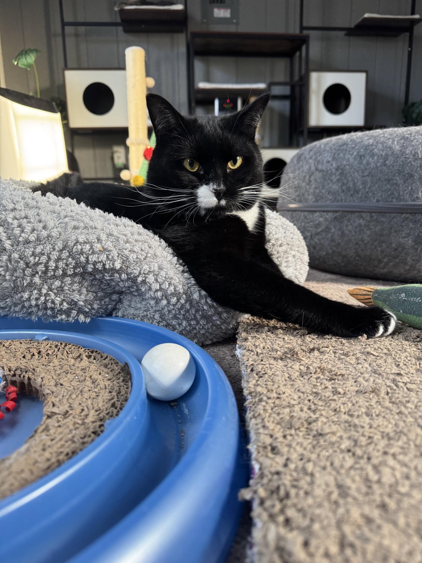 Enlarge Frosty, a ADOPTABLE Tuxedo in Greensburg, PA image 6/6