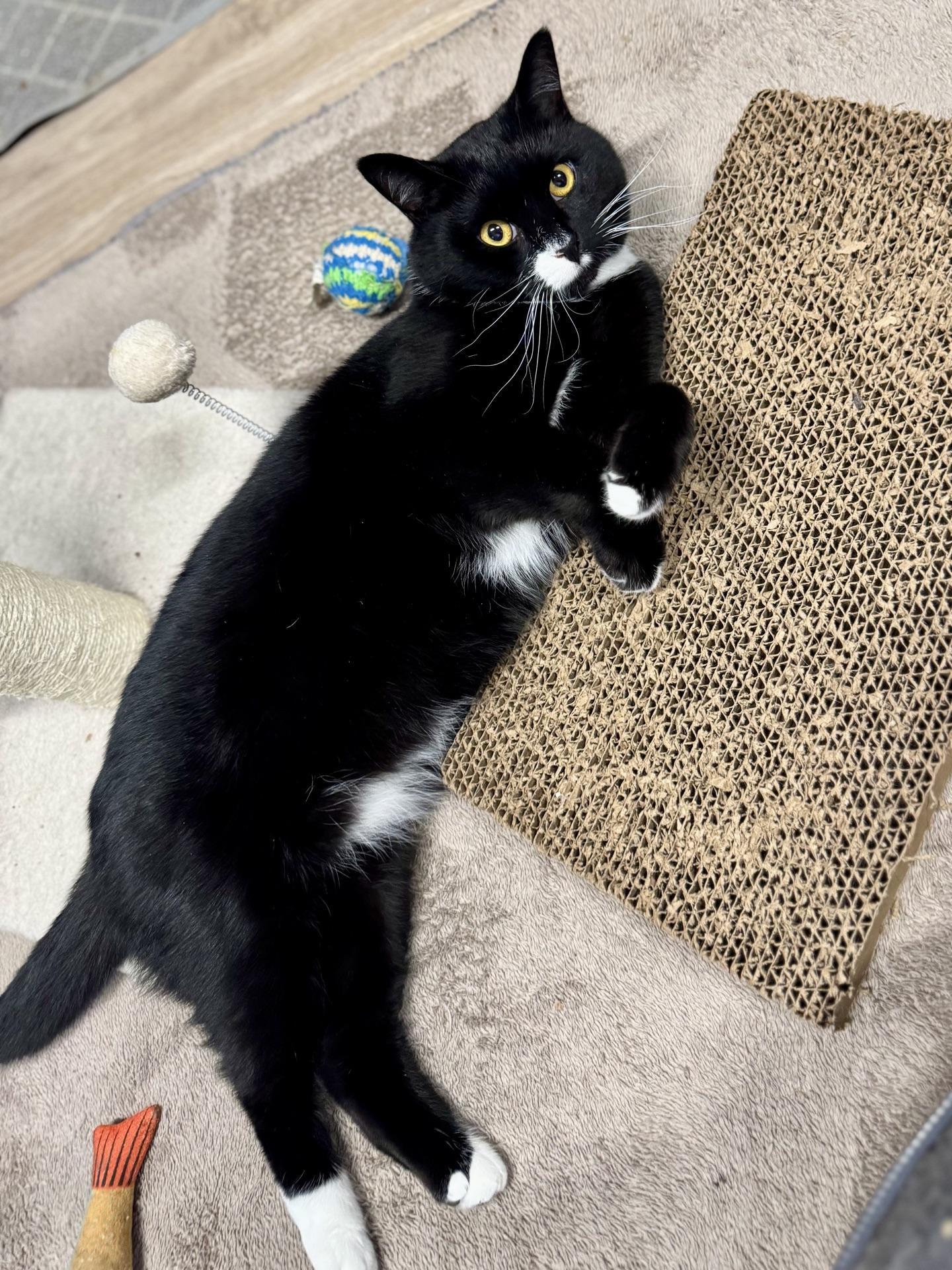 Enlarge Frosty, a ADOPTABLE Tuxedo in Greensburg, PA image 2/6