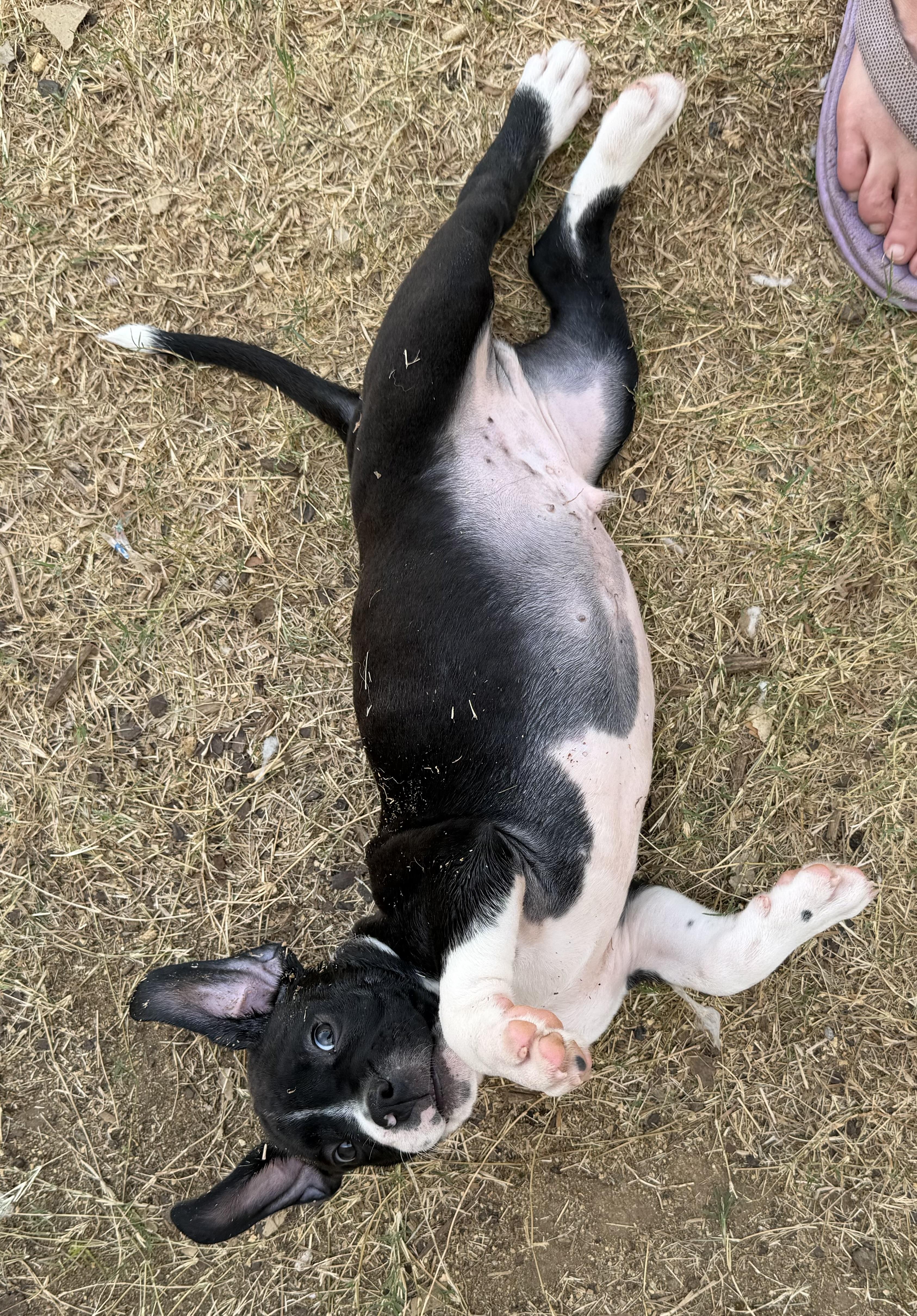 Enlarge Chord, a Adoptable mixed breed in Plano, TX image 3/4