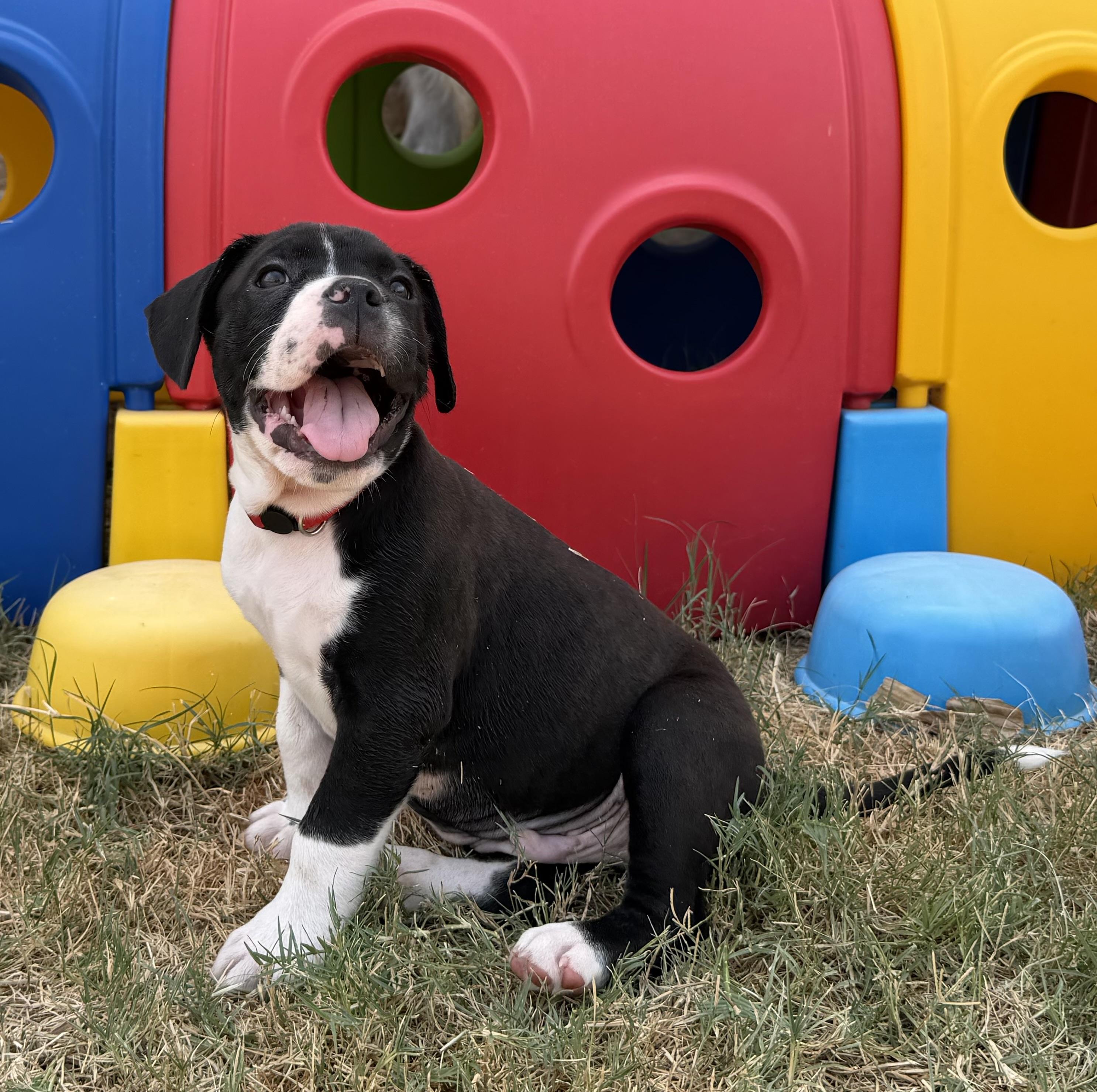 Enlarge Chord, a Adoptable mixed breed in Plano, TX image 4/4