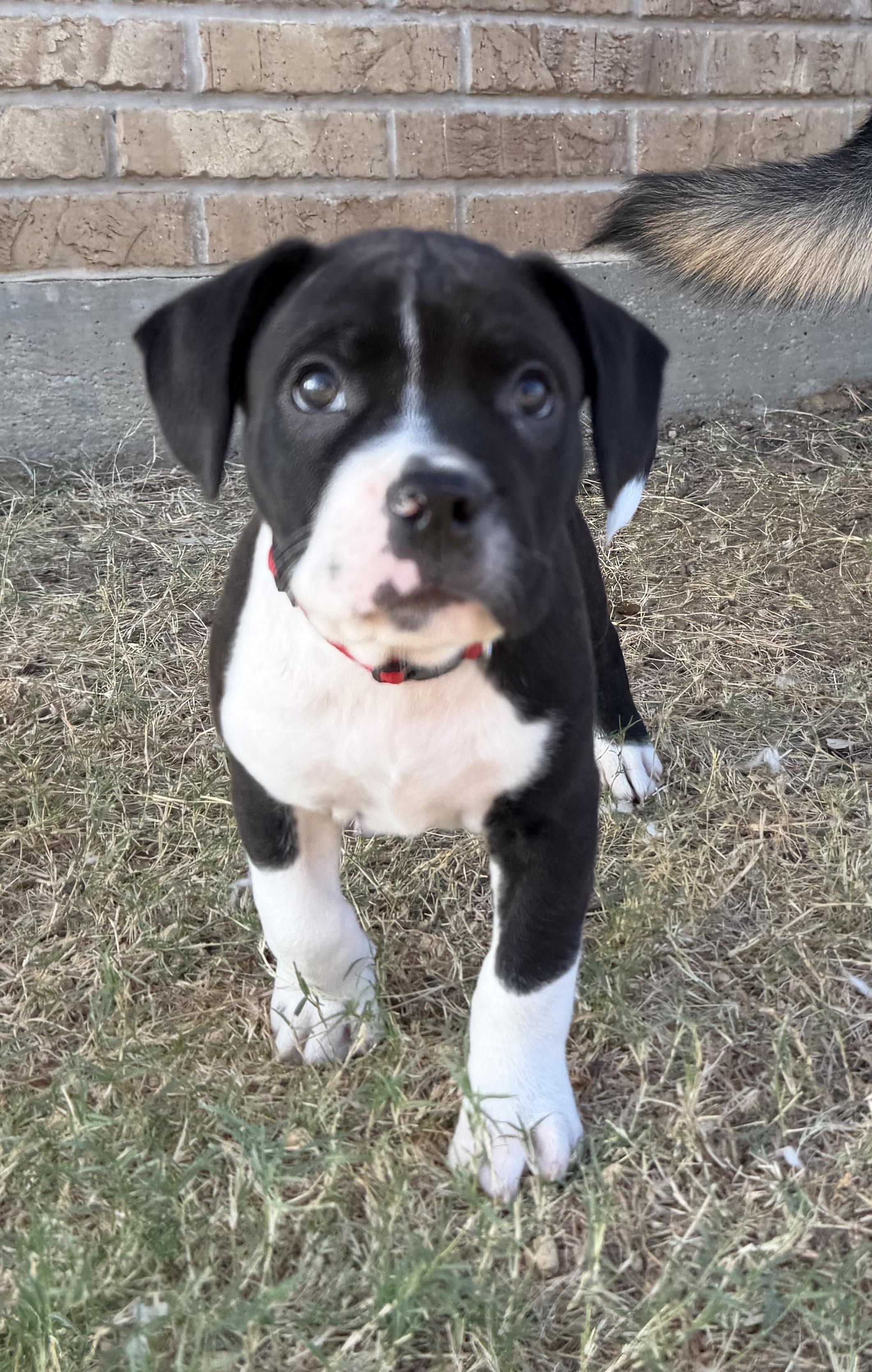 Chord, Adoptable, Puppy Male Pit Bull Terrier & American Bulldog.