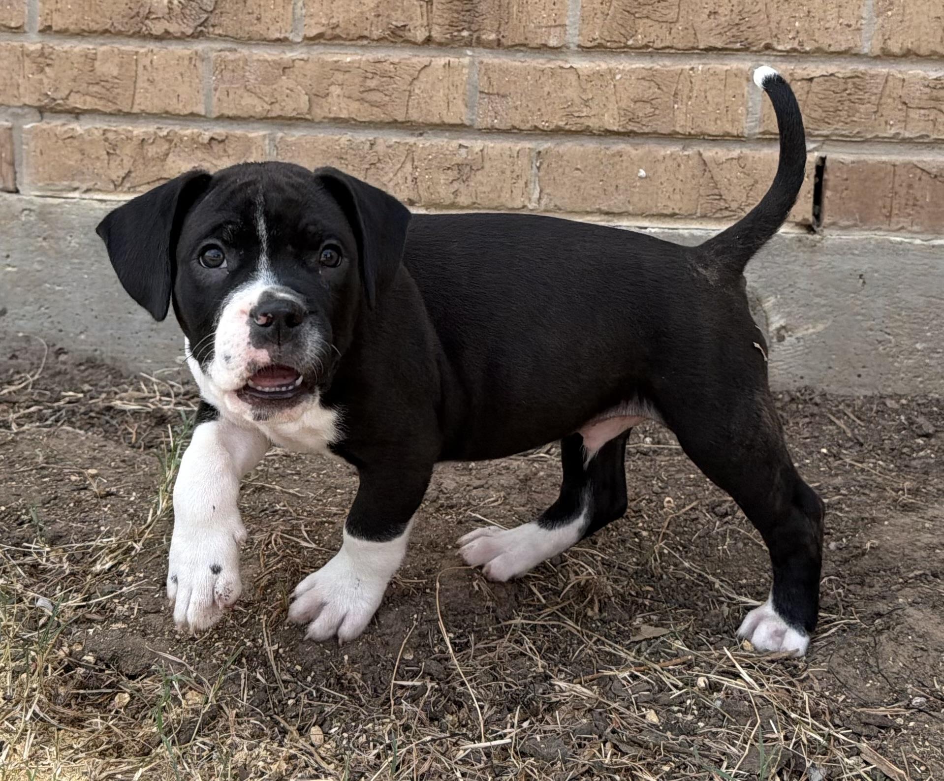 Enlarge Chord, a Adoptable mixed breed in Plano, TX image 2/4