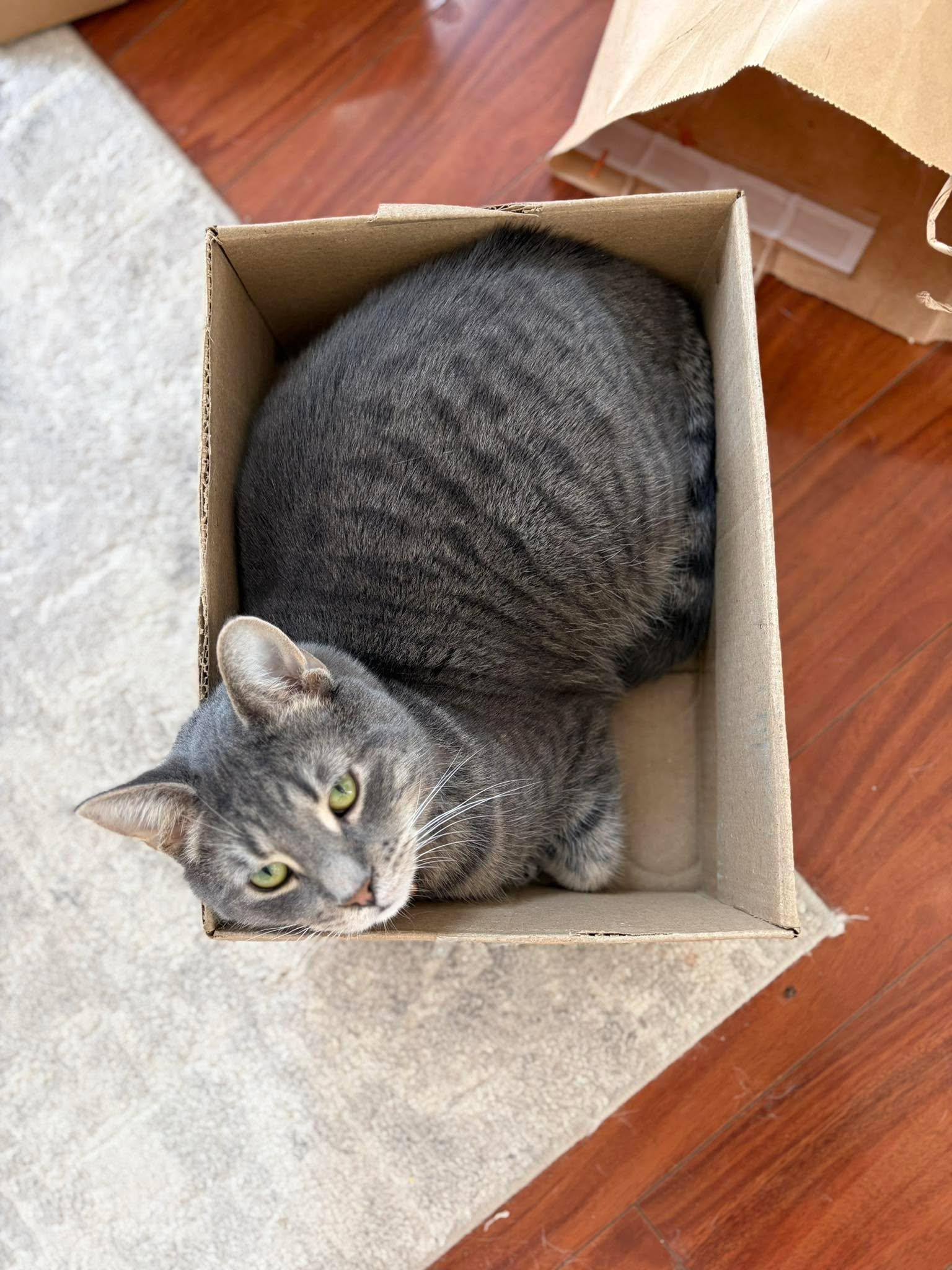 Enlarge Elroy, a Adoptable Domestic Short Hair in Shakespeare, ON image 6/6