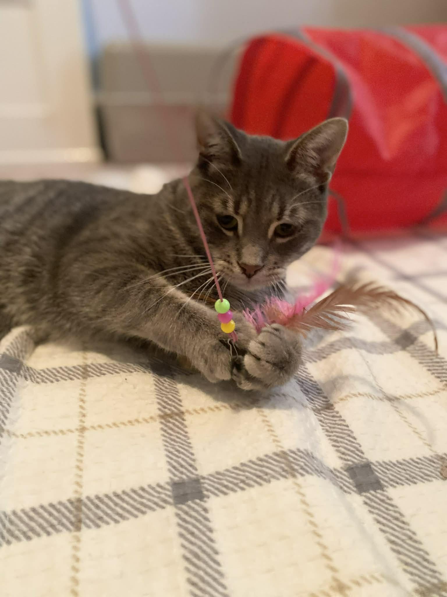 Enlarge Elroy, a Adoptable Domestic Short Hair in Shakespeare, ON image 4/6