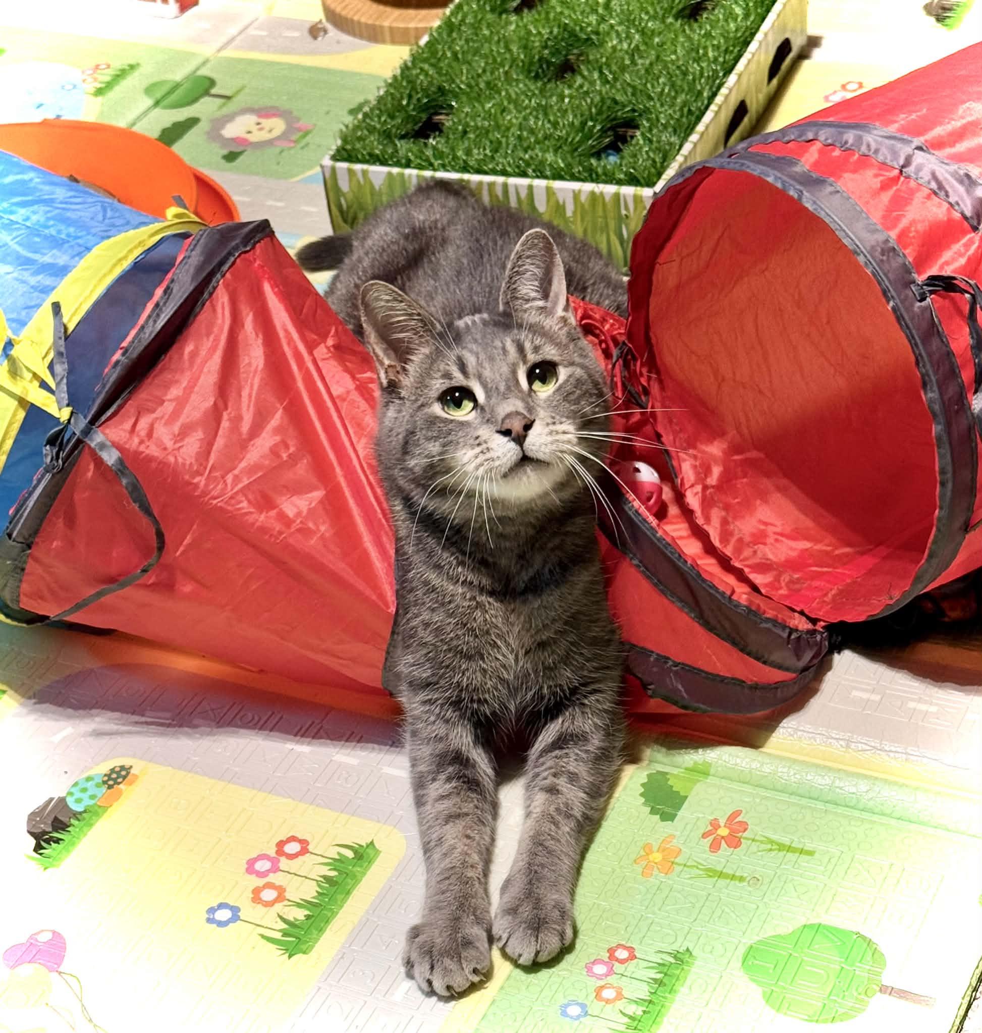 Enlarge Elroy, a Adoptable Domestic Short Hair in Shakespeare, ON image 4/6