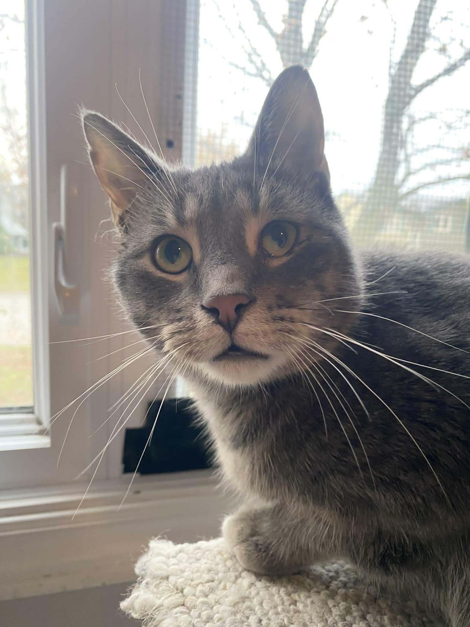 Enlarge Elroy, a Adoptable Domestic Short Hair in Shakespeare, ON image 6/6