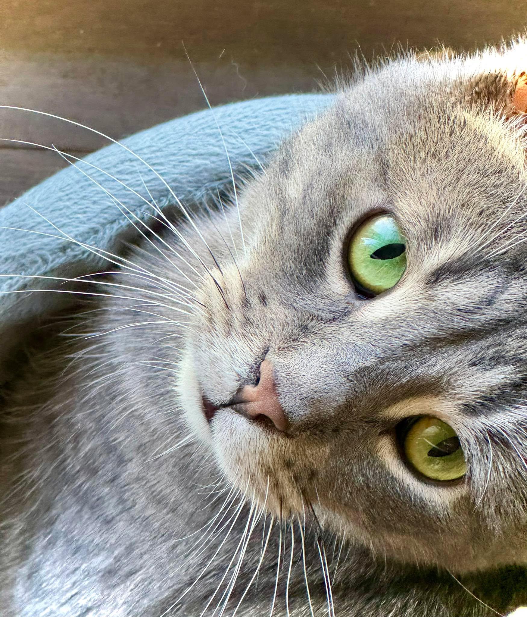 Enlarge Elroy, a Adoptable Domestic Short Hair in Shakespeare, ON image 2/6