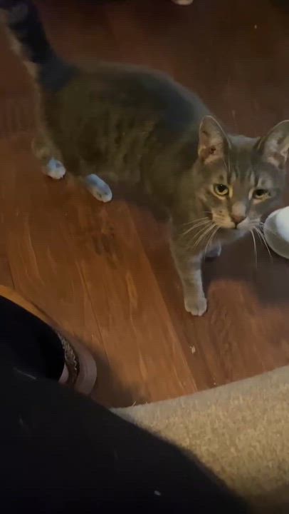 Enlarge Elroy, a Adoptable Domestic Short Hair in Shakespeare, ON video 5/6