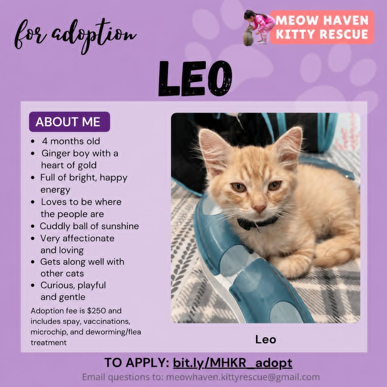 Leo, an adopted mixed breed in San Jose, CA image 5/5