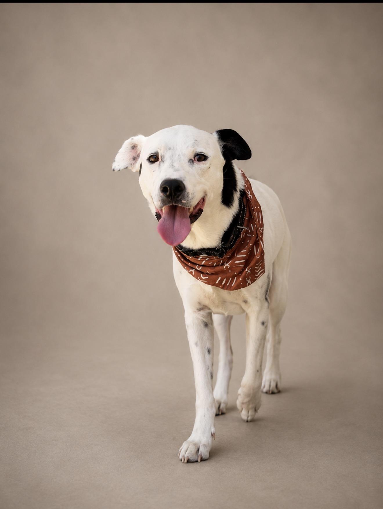 Pongo, Adoptable, Young Male Pit Bull Terrier.