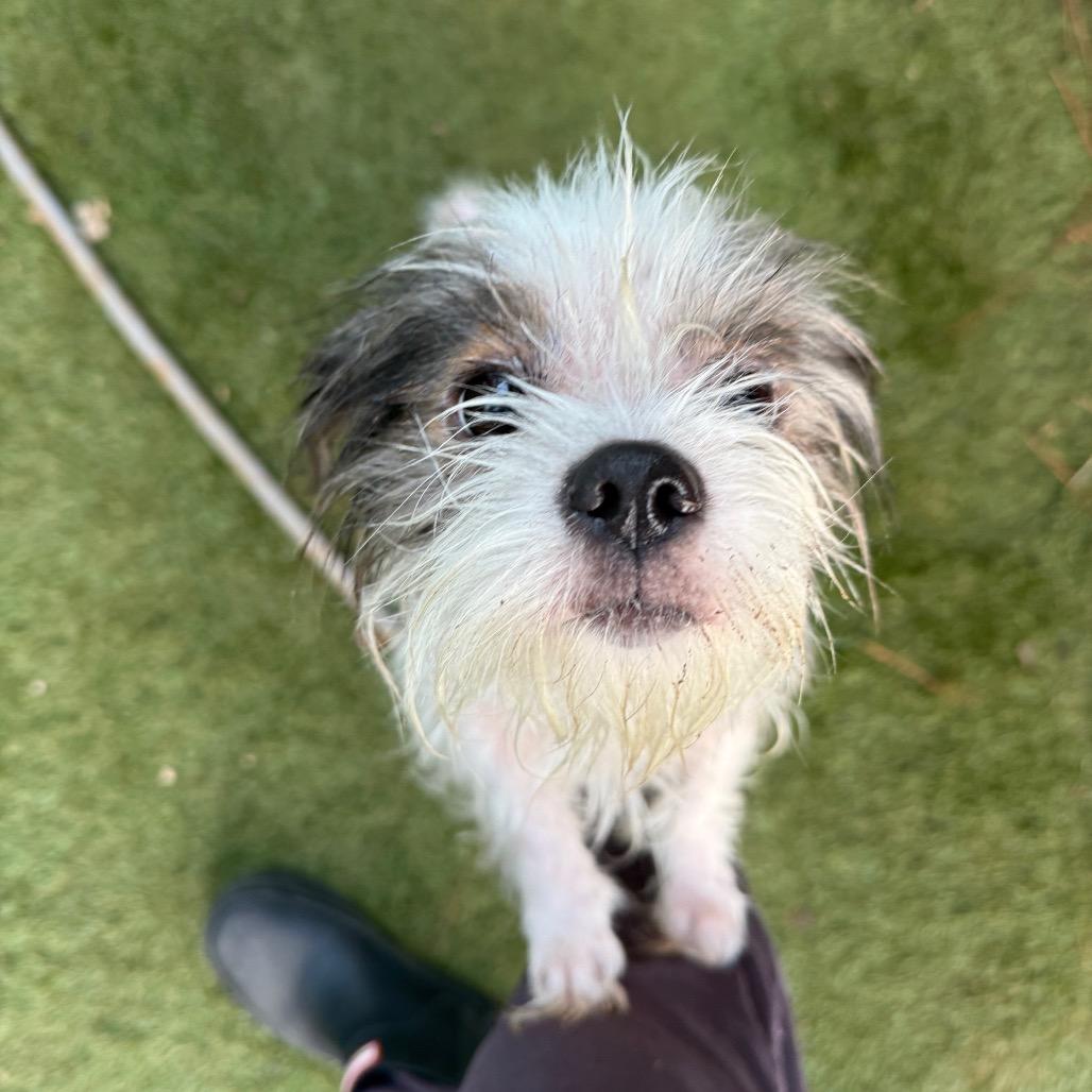 Enlarge Cricket, a Adoptable Terrier in Daphne, AL image 1/3