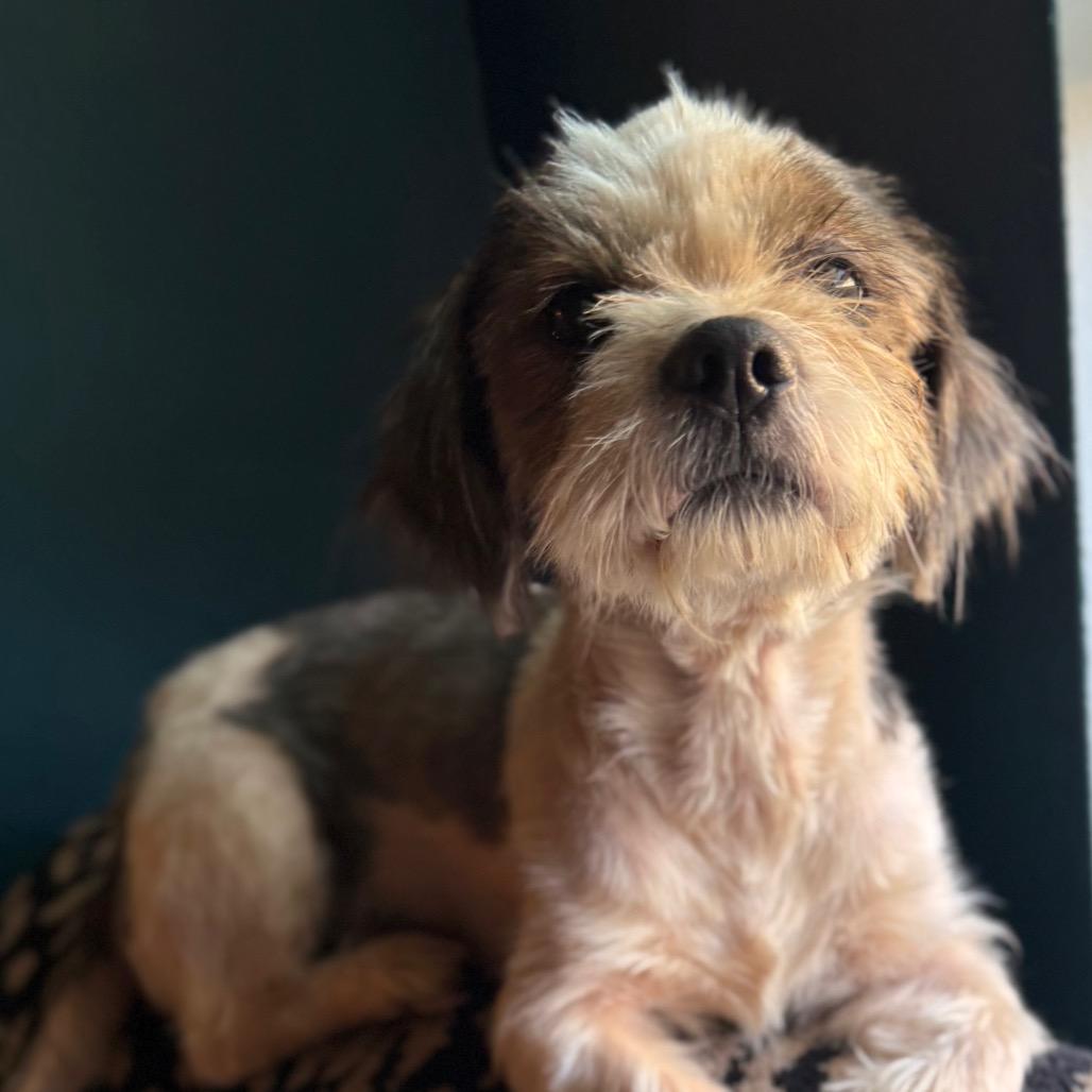 Enlarge Cricket, a Adoptable Terrier in Daphne, AL image 2/3