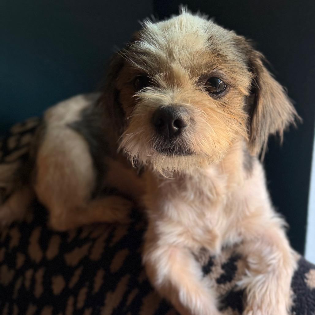 Enlarge Cricket, a Adoptable Terrier in Daphne, AL image 3/3