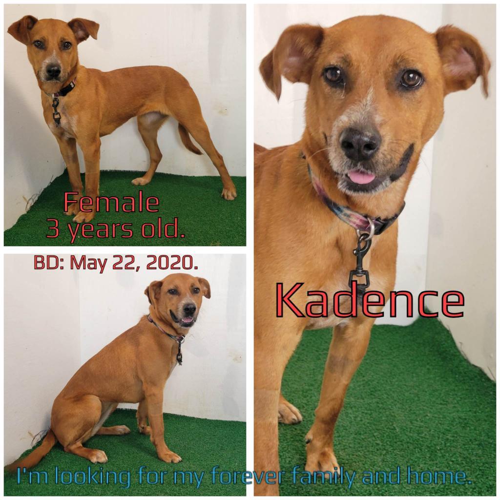 Enlarge Kadence, a Adoptable Mixed Breed in Boaz, AL image 2/2
