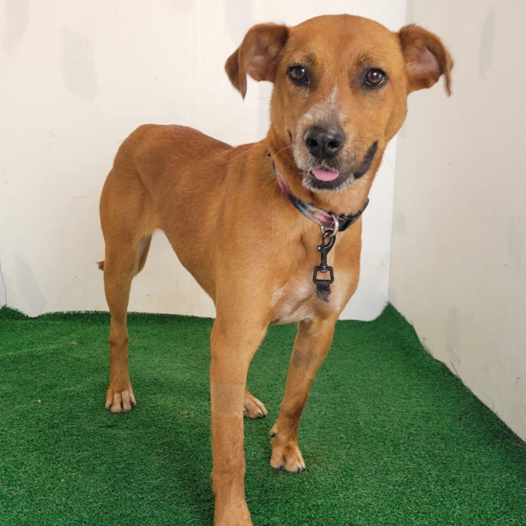 Enlarge Kadence, a Adoptable Mixed Breed in Boaz, AL image 1/2