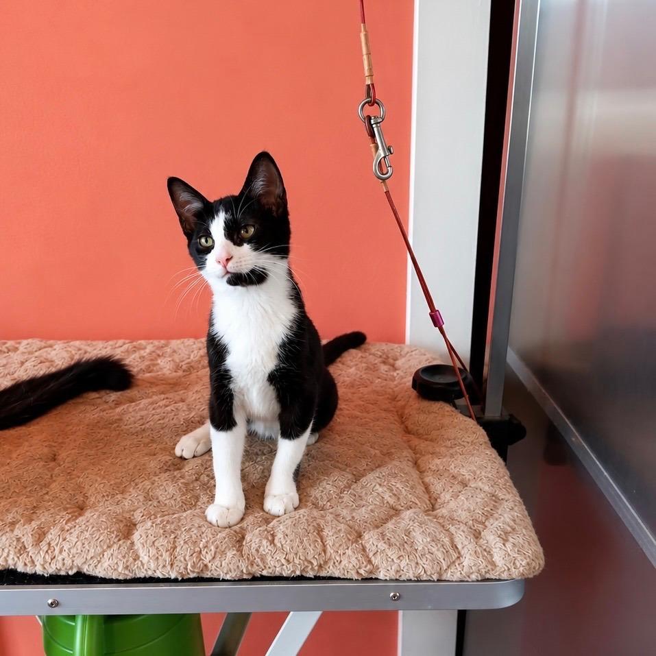 HARRY POTTER, Adopted, Kitten Male Domestic Short Hair.