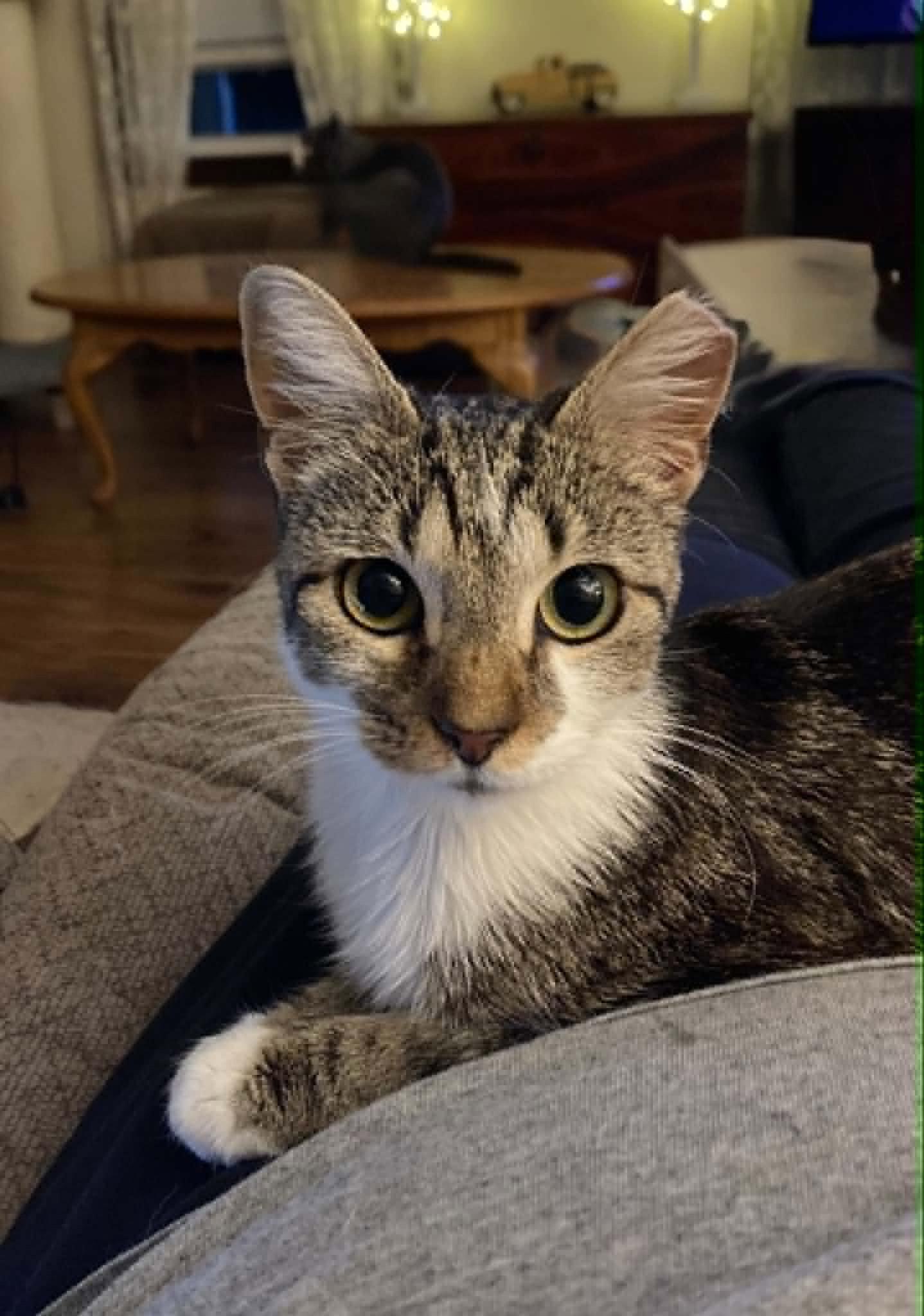 MADELYN, Adopted, Kitten Female Tabby.