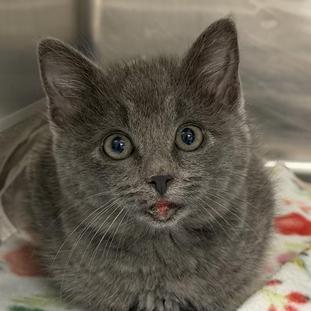 Ferdinand, Adoptable, Kitten Male Domestic Short Hair.