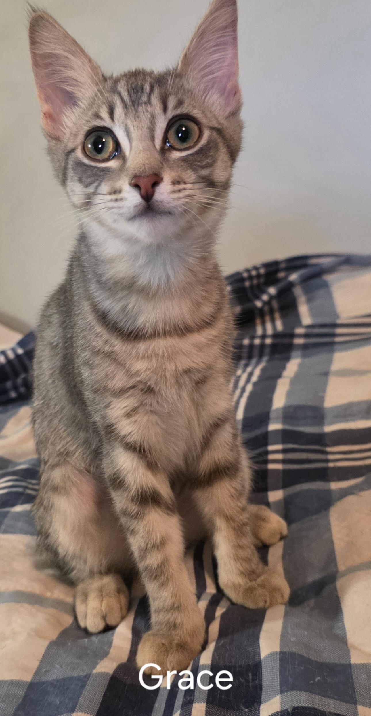 Rocky, Grace & Maeve, Adoptable, Kitten Male Domestic Short Hair.