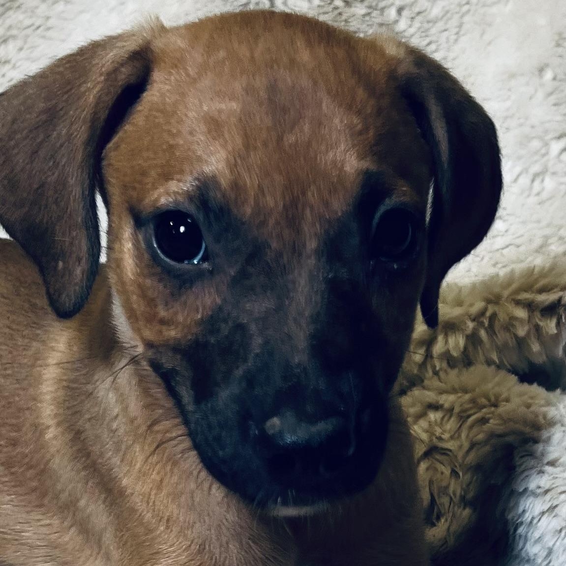 Mango! lap puppy boy!