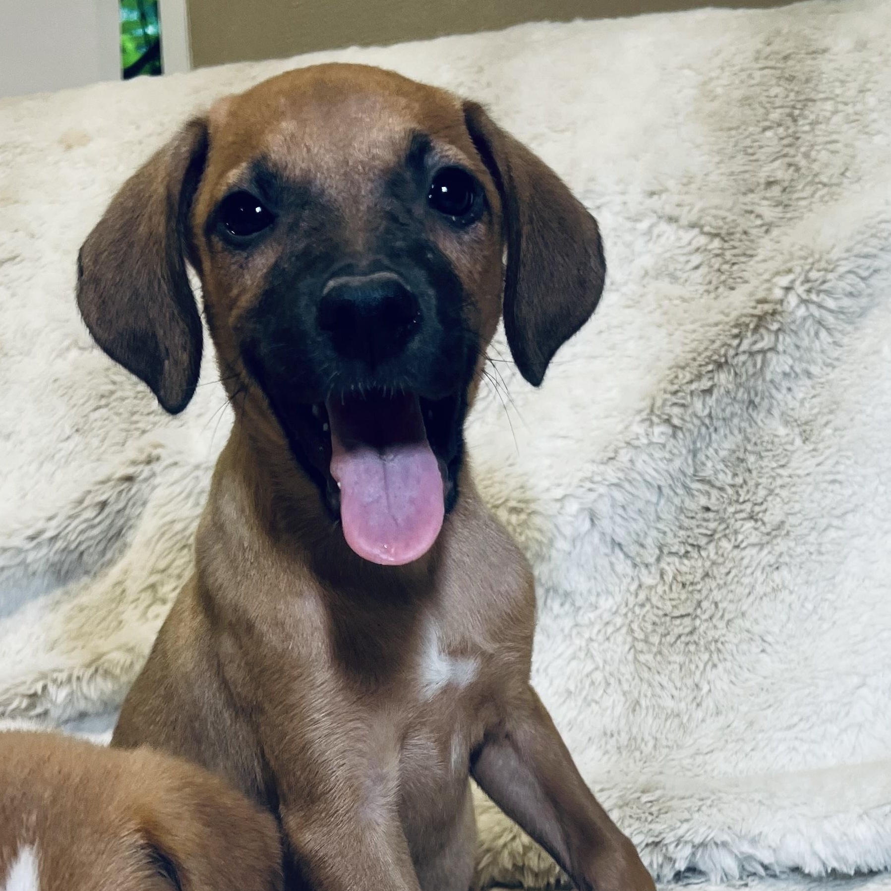 Mango! lap puppy boy!