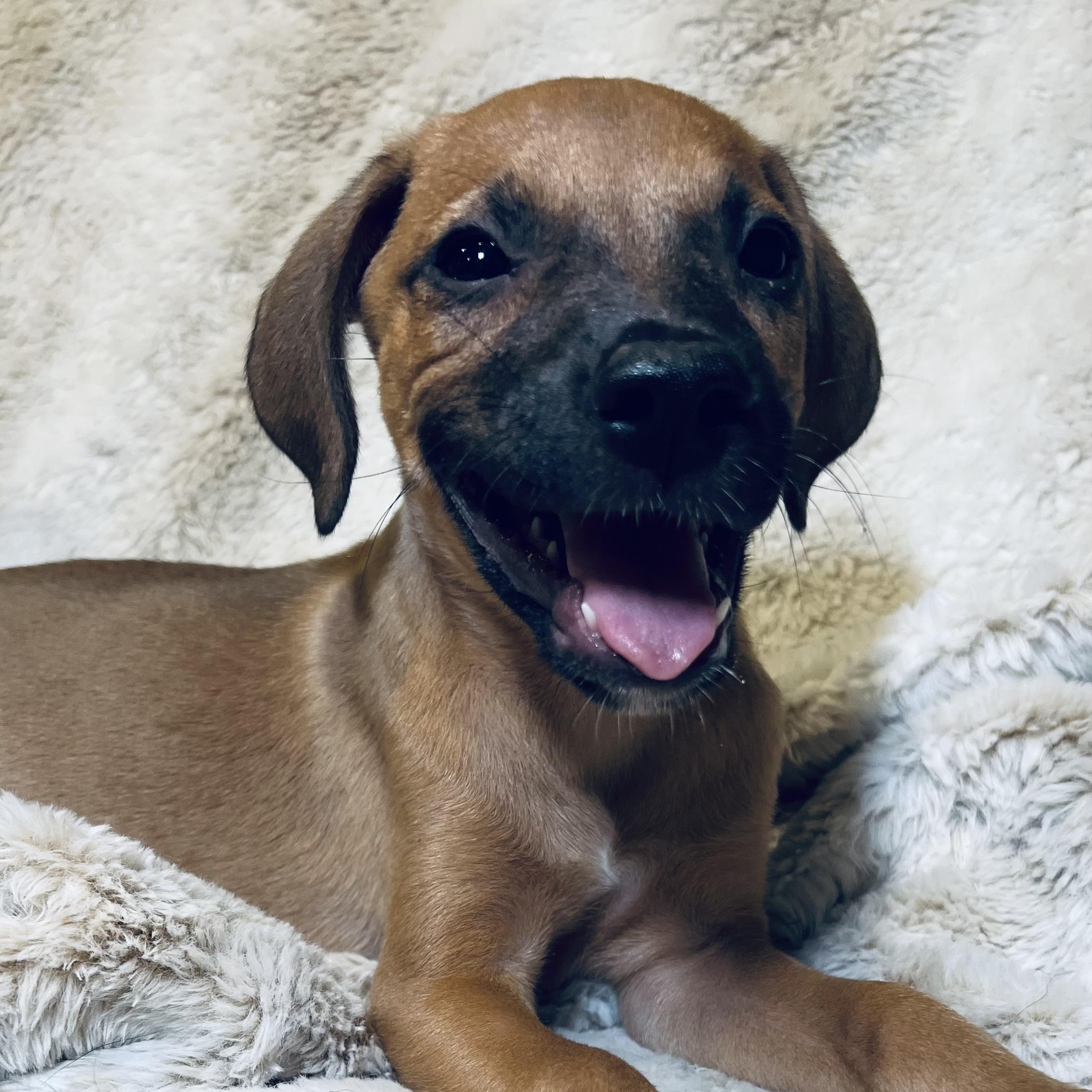 Mango! lap puppy boy!