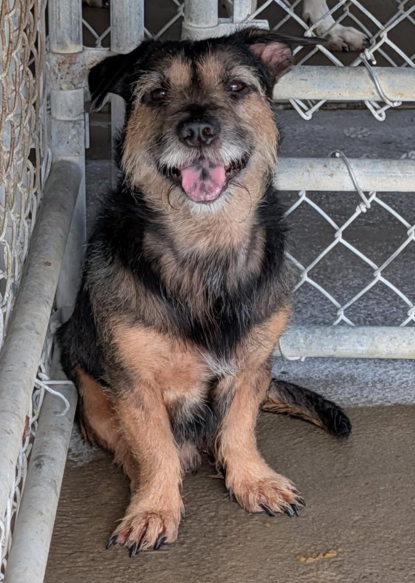 Enlarge McGruff (Neutered) (Photos September 17th 2026), a Adopted mixed breed in Marietta, OH image 6/6