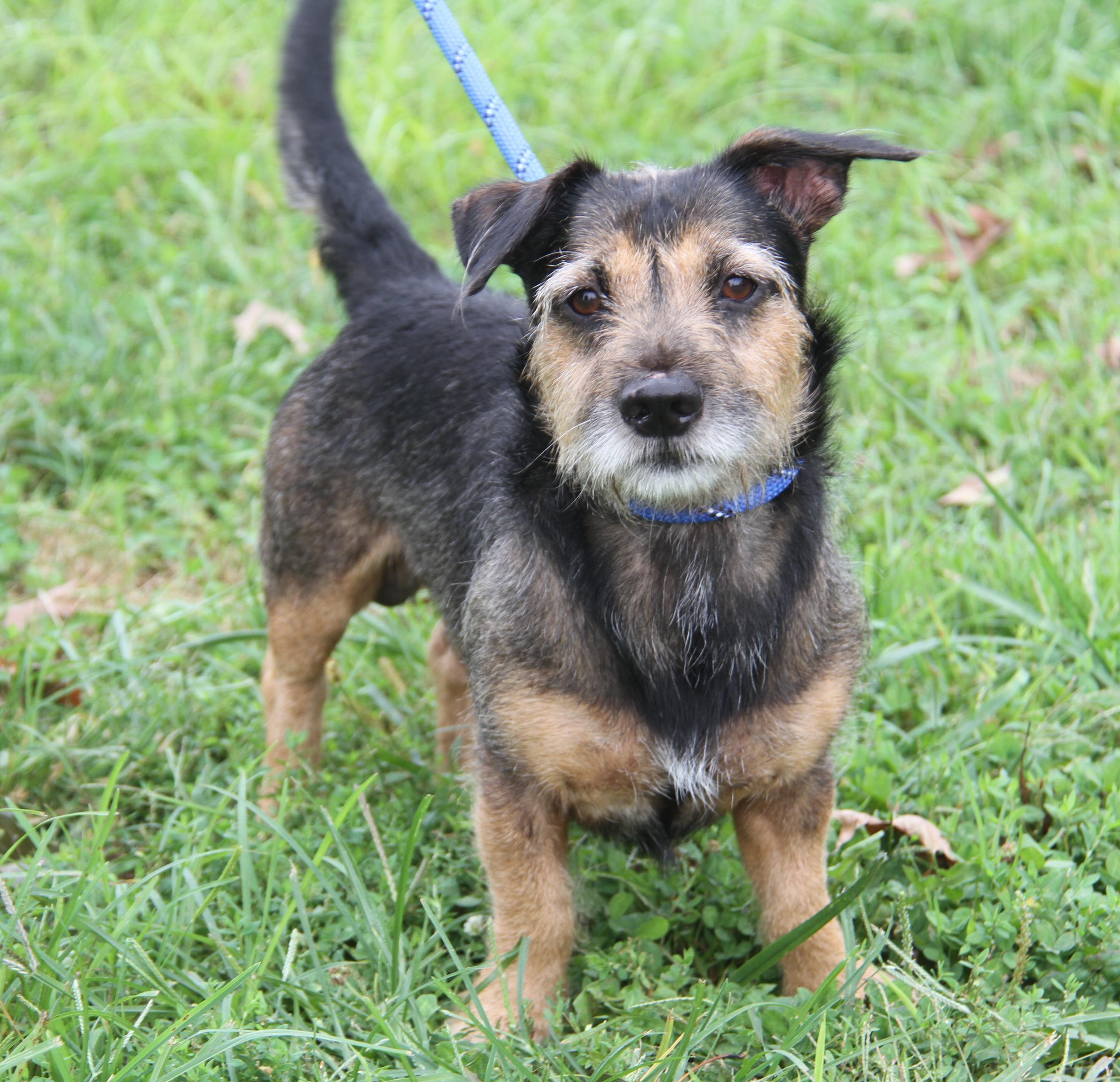 McGruff (Neutered) (Photos September 17th 2026), Adopted, Adult Male Terrier.