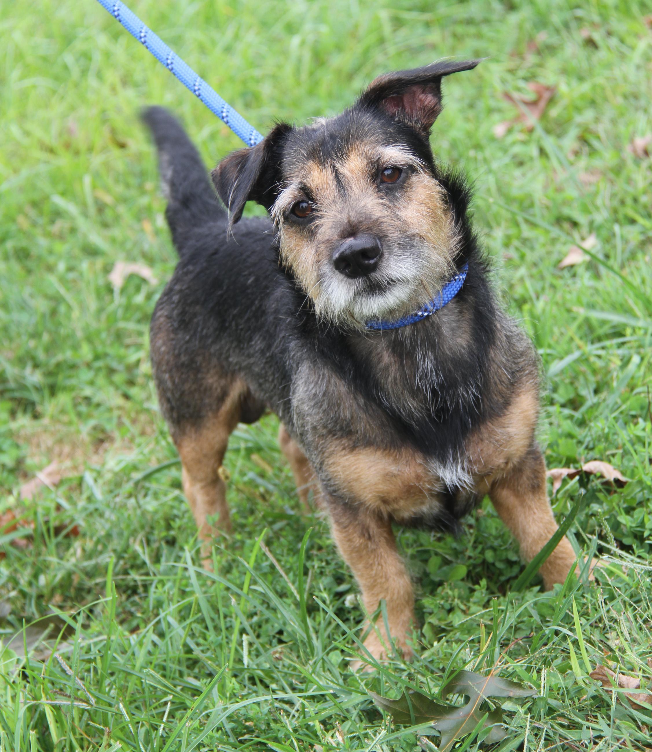 Enlarge McGruff (Neutered) (Photos September 17th 2026), a Adopted mixed breed in Marietta, OH image 2/6