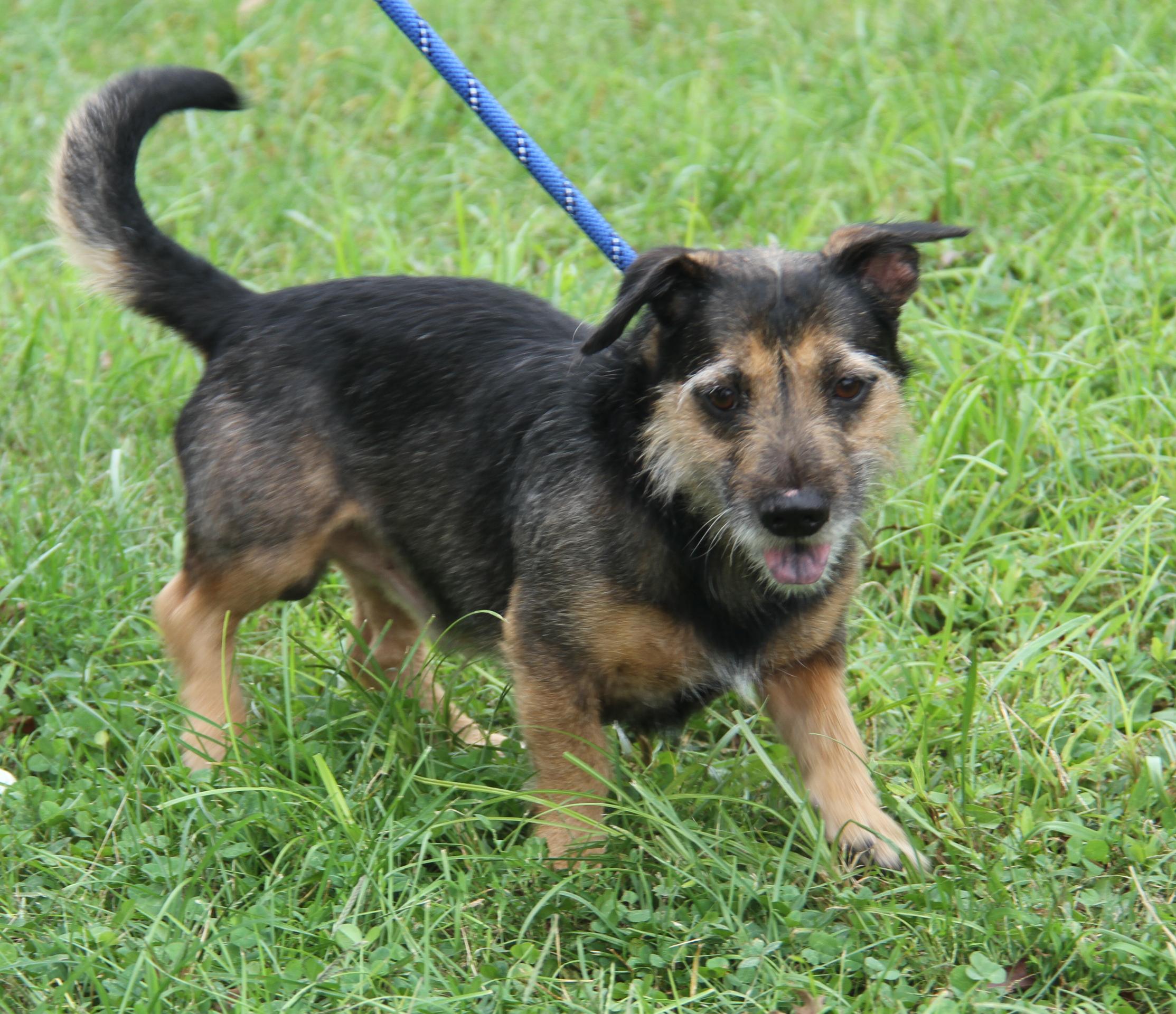 Enlarge McGruff (Neutered) (Photos September 17th 2026), a Adopted mixed breed in Marietta, OH image 5/6