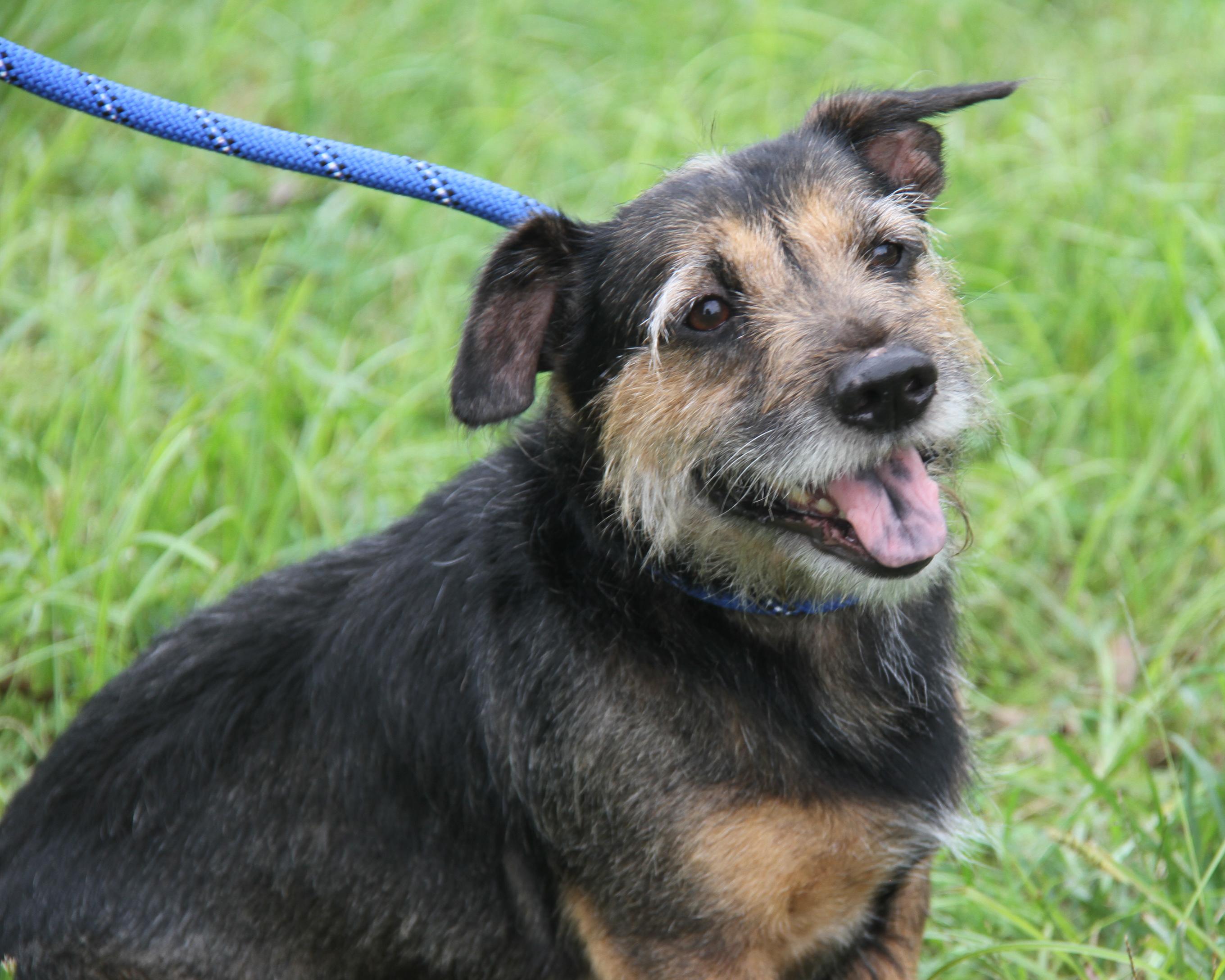 Enlarge McGruff (Neutered) (Photos September 17th 2026), a Adopted mixed breed in Marietta, OH image 4/6