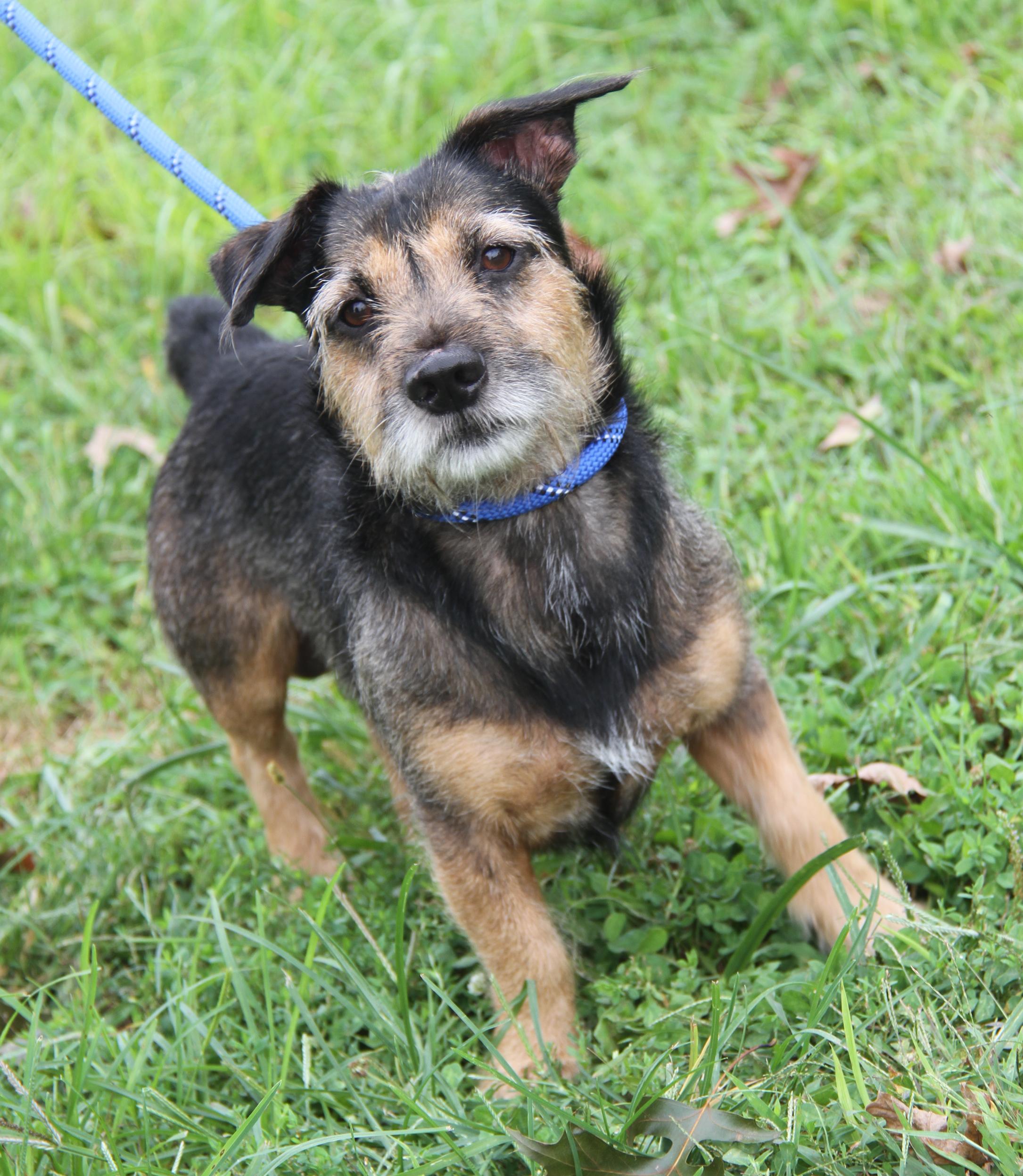 Enlarge McGruff (Neutered) (Photos September 17th 2026), a Adopted mixed breed in Marietta, OH image 3/6