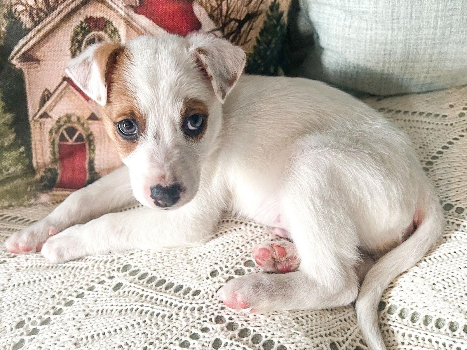 Buckeye (8wo,5lbs), Adopted, Puppy Male Hound & Labrador Retriever.