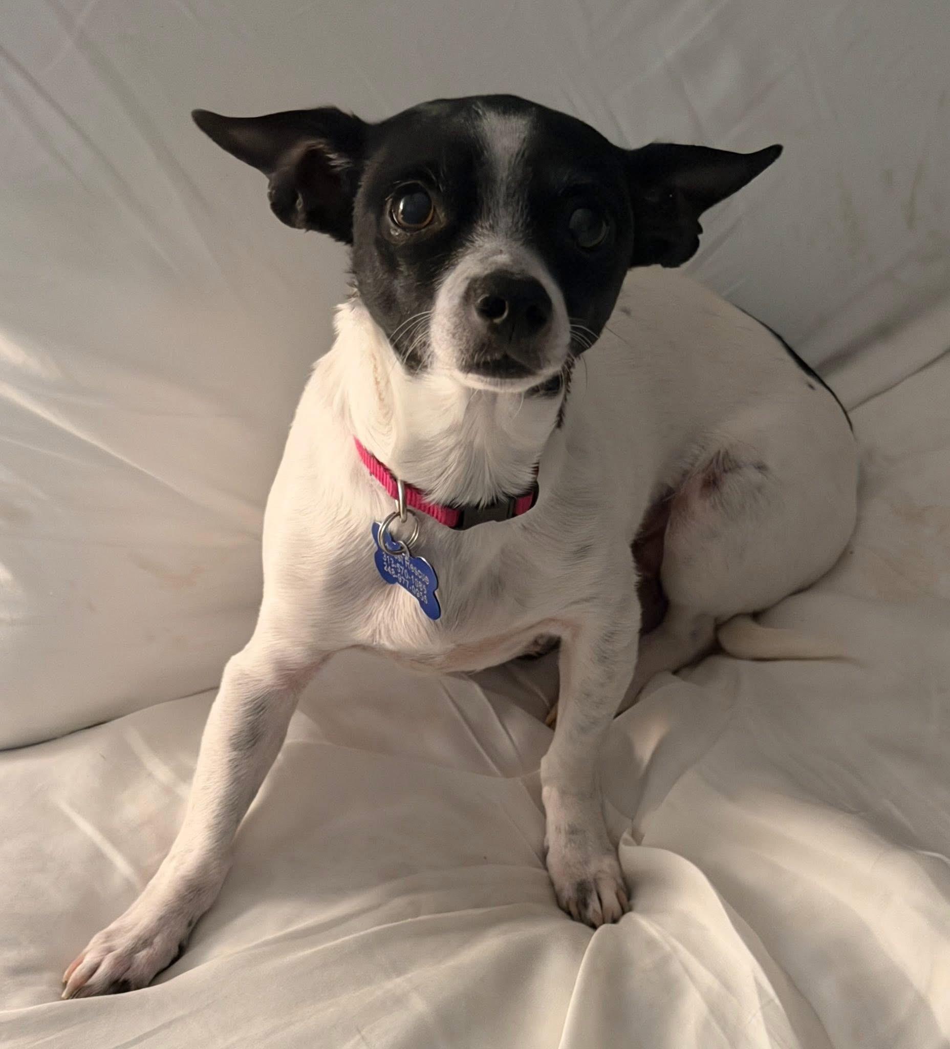 Enlarge Janey, an adoptable mixed breed in Grosse Pointe Park, MI image 6/6