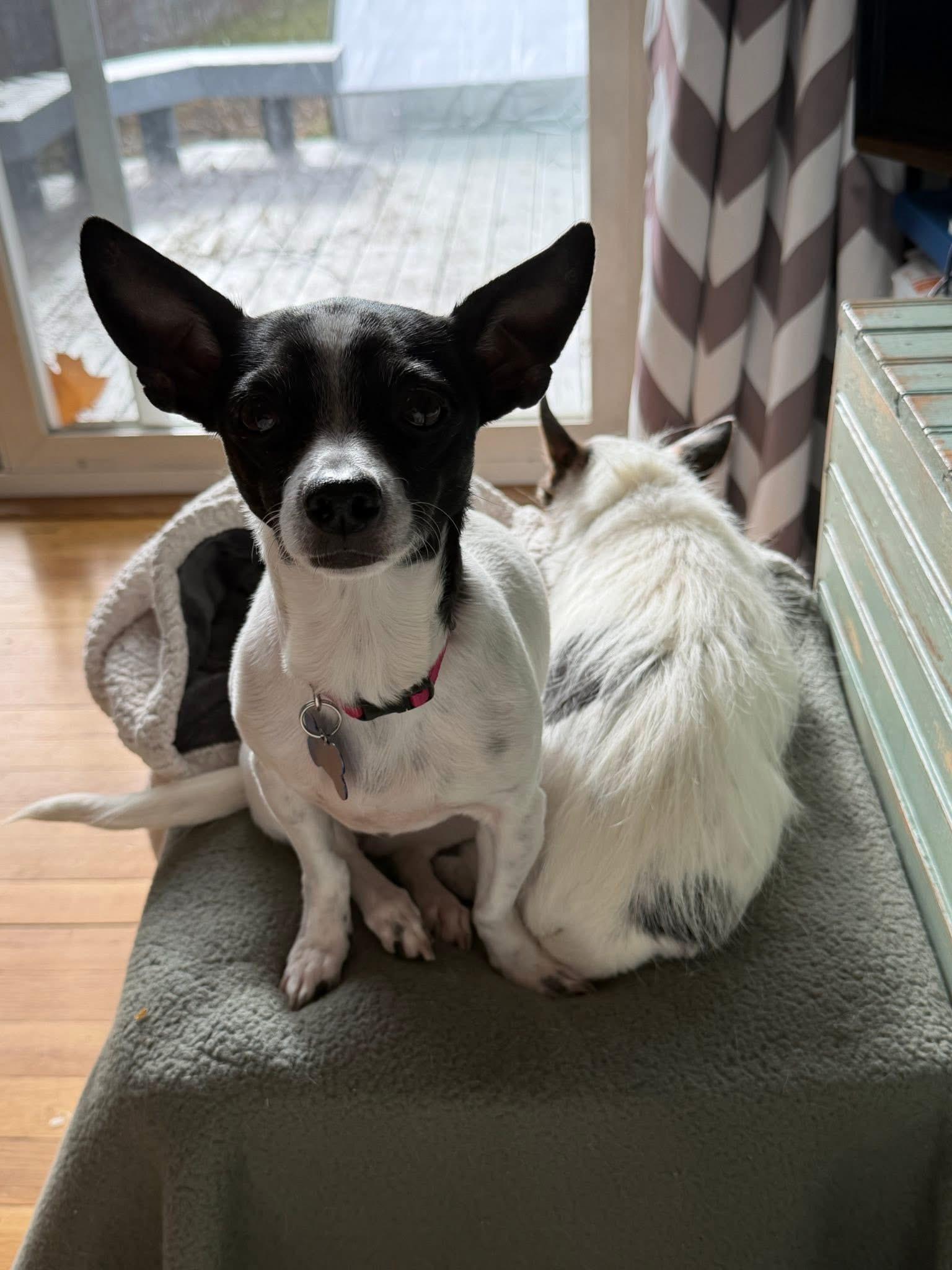 Enlarge Janey, an adoptable mixed breed in Grosse Pointe Park, MI image 5/6