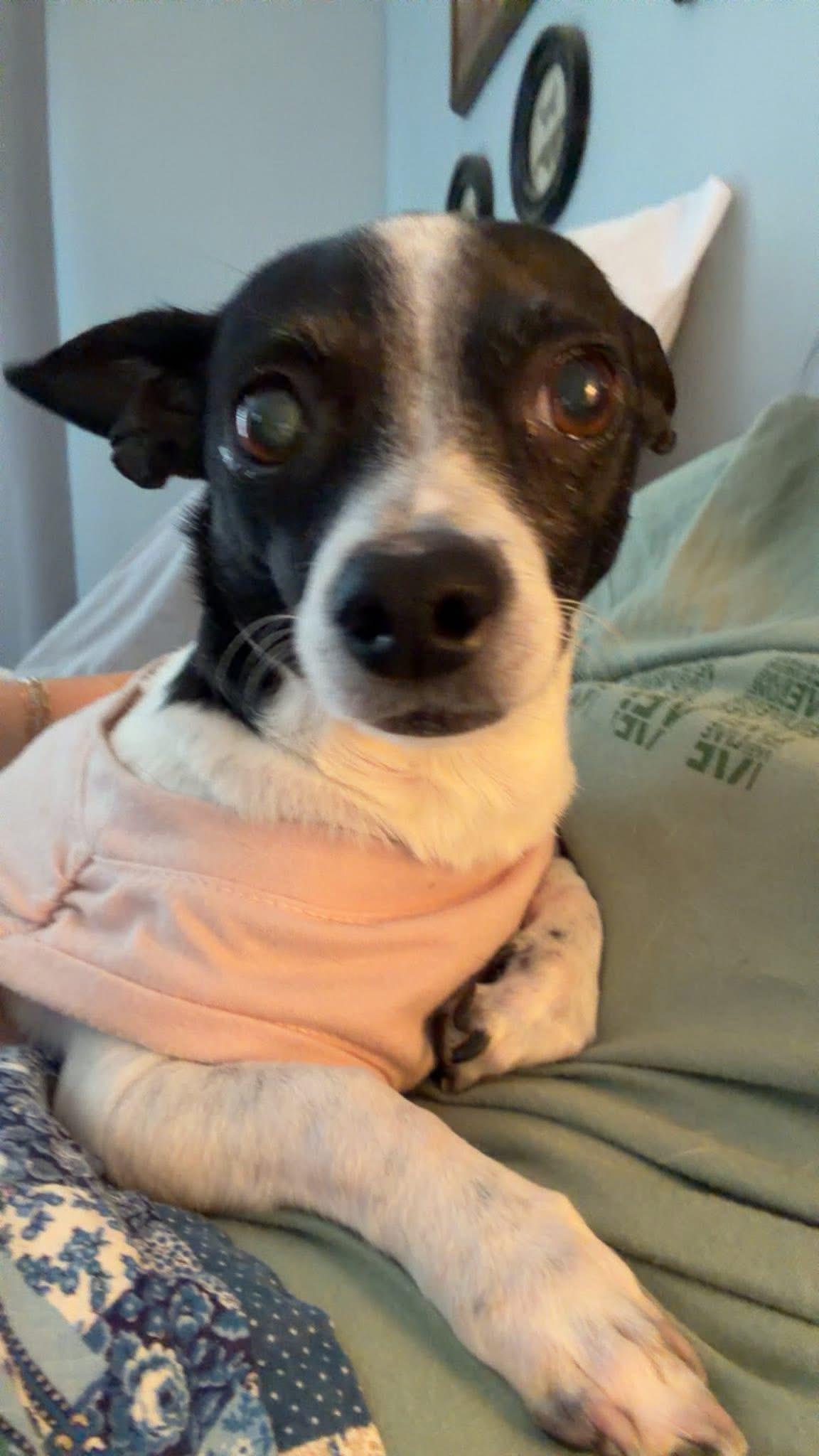 Janey, adoptable, Adult Female Rat Terrier & Chihuahua.