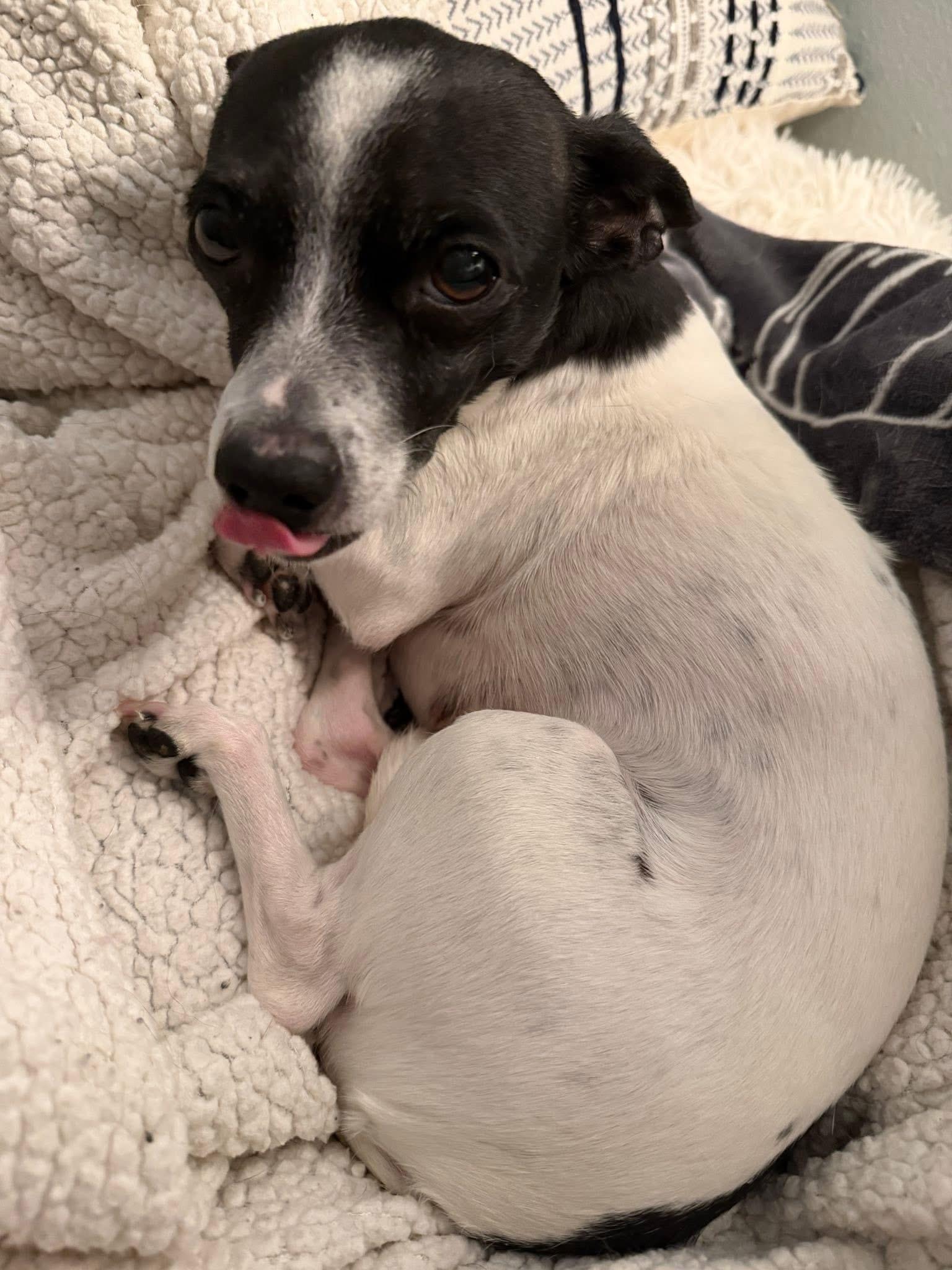 Enlarge Janey, an adoptable mixed breed in Grosse Pointe Park, MI image 2/6