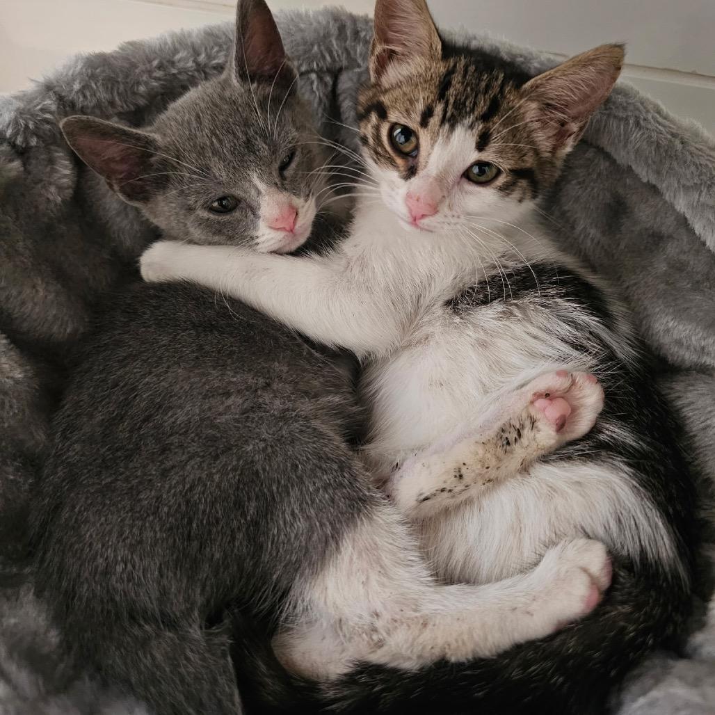 KIWI, Adoptable, Kitten Male Domestic Short Hair.