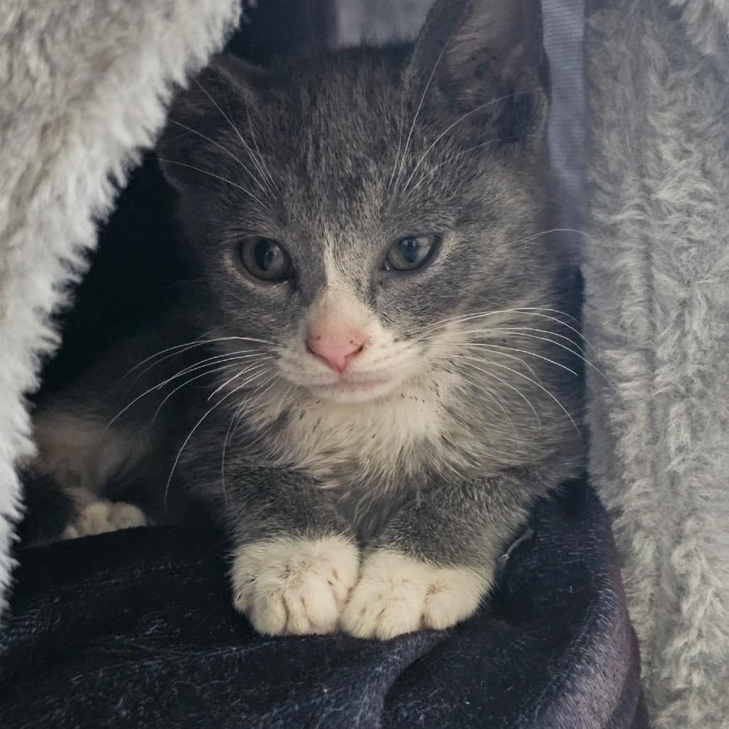 KIWI, a Adoptable Domestic Short Hair in San Antonio, TX image 2/3