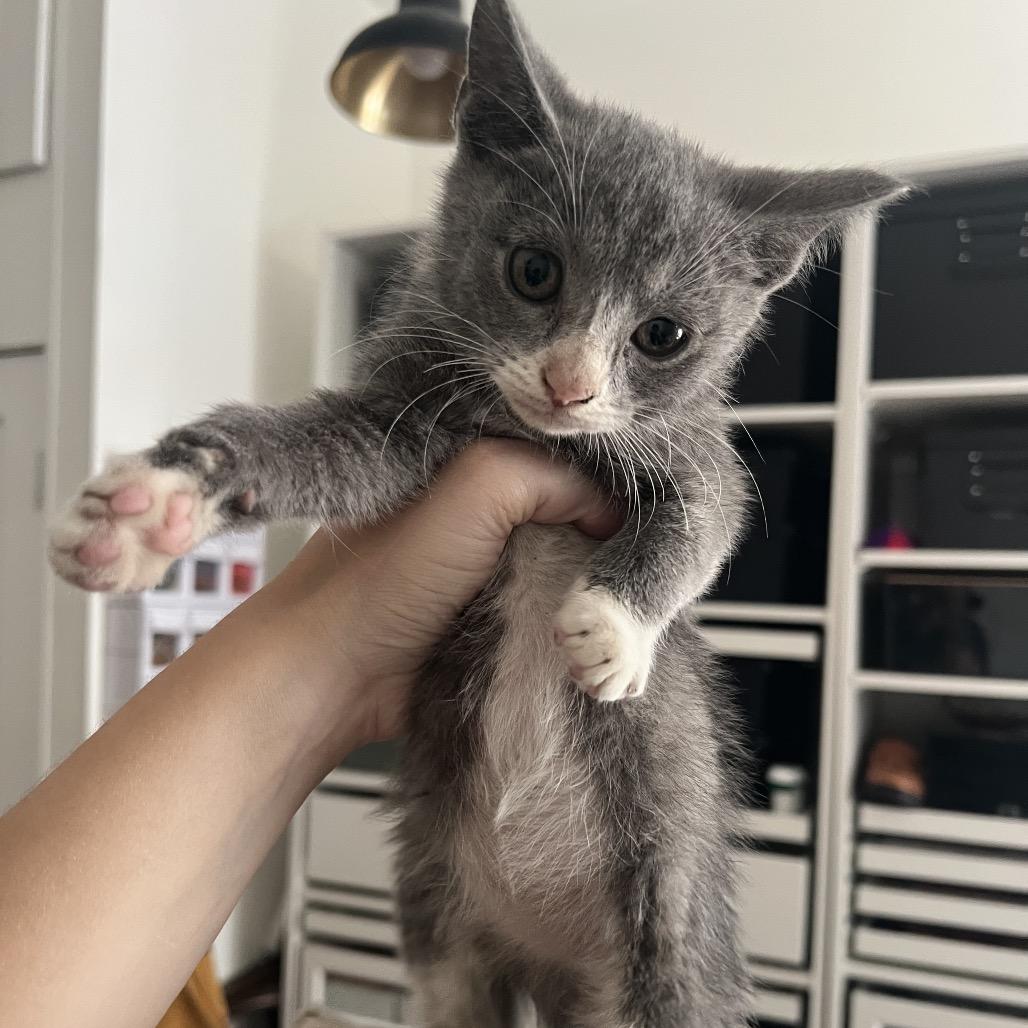 KIWI, a Adoptable Domestic Short Hair in San Antonio, TX image 3/3