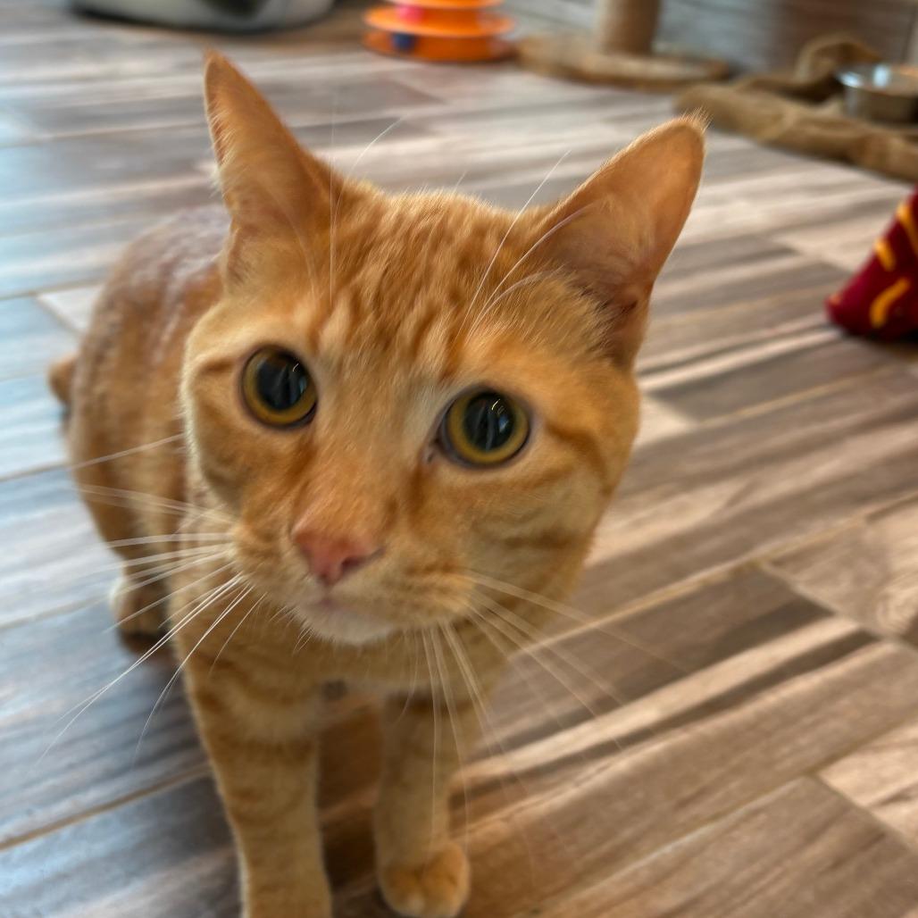 Fudge, Adoptable, Adult Male Domestic Short Hair.