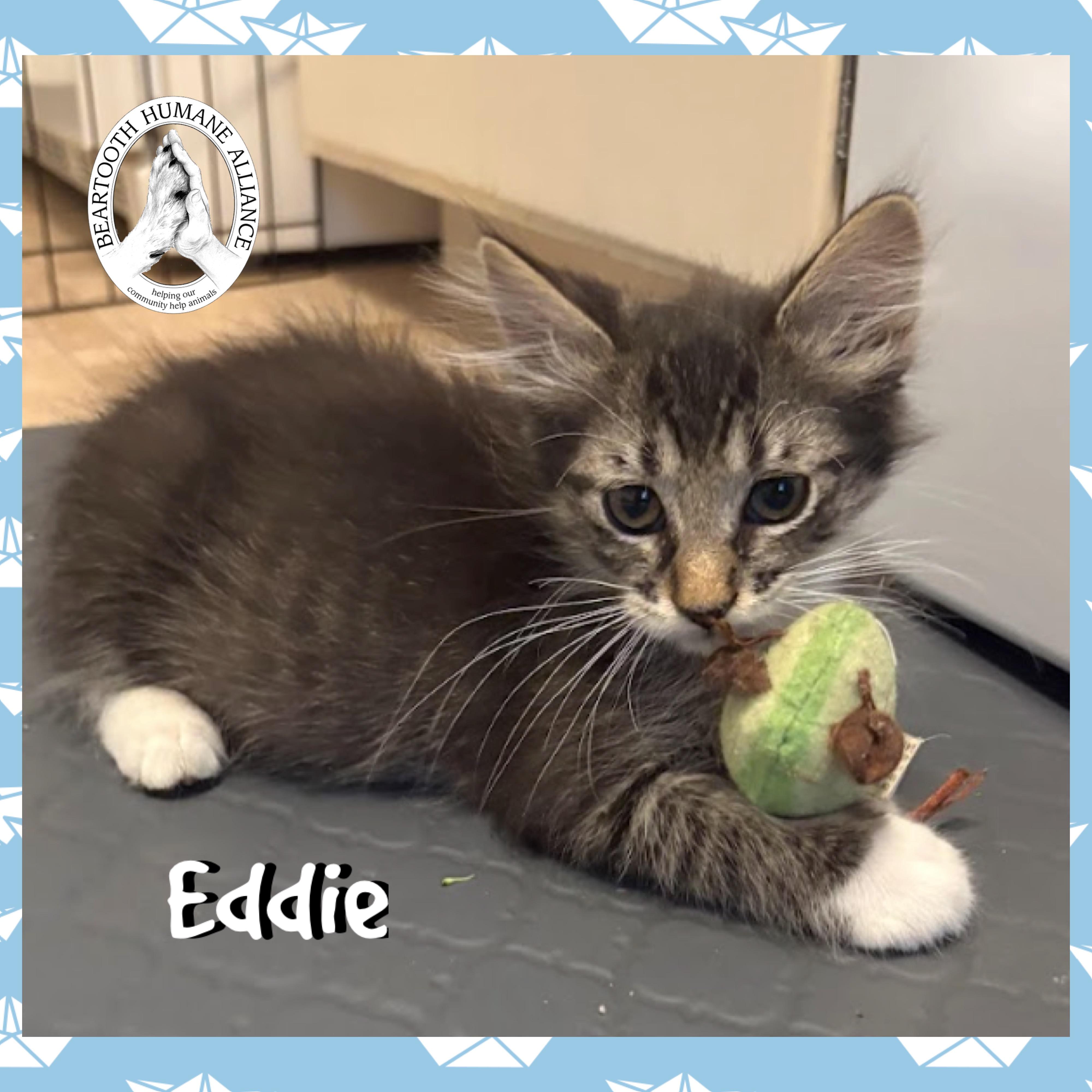 Eddie, Baby Male unknown
