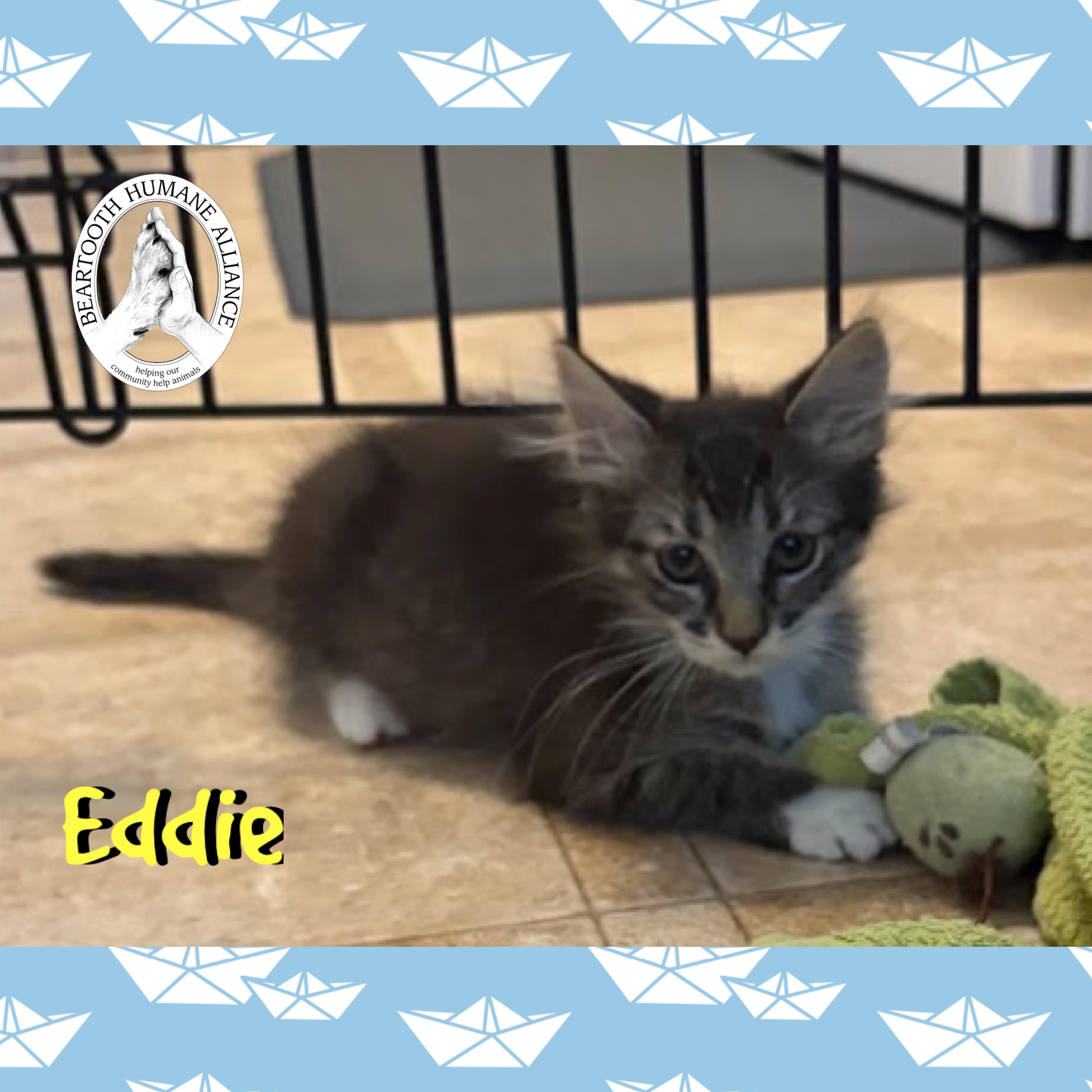 Eddie, an adoptable Domestic Short Hair in Red Lodge, MT, 59068 | Photo Image 2