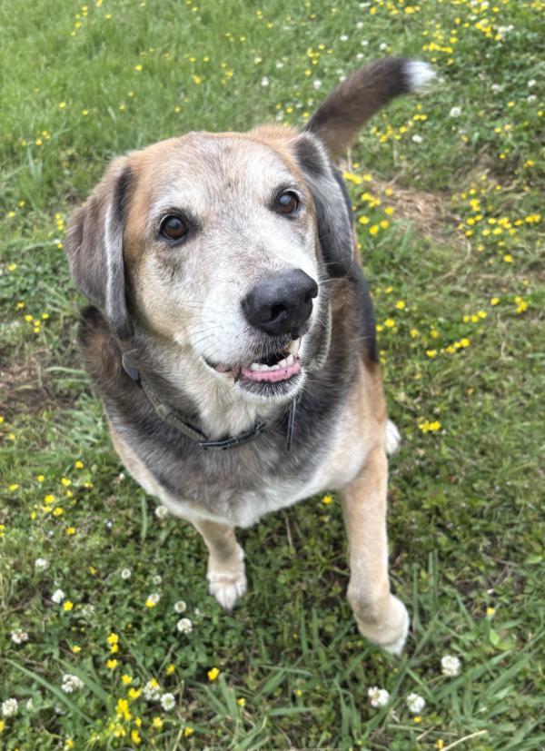 Enlarge Chance Aka Saturn, a Adoptable mixed breed in Virginia Beach, VA image 1/1