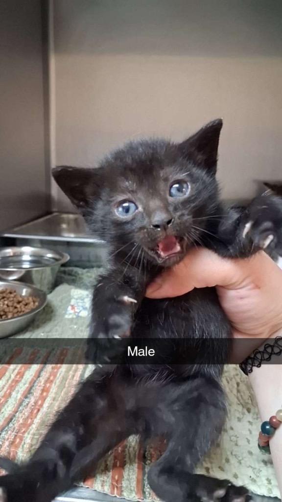 Keanu, Adoptable, Kitten Male Domestic Short Hair.