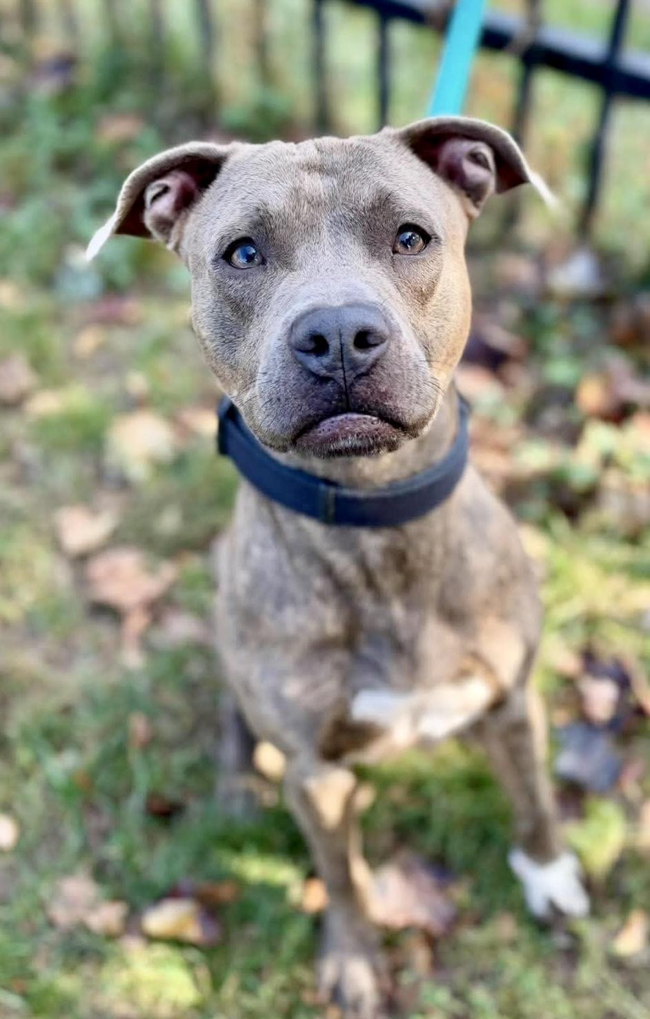 Enlarge Cracker Jack, a Adopted Pit Bull Terrier in Buffalo, NY image 3/6