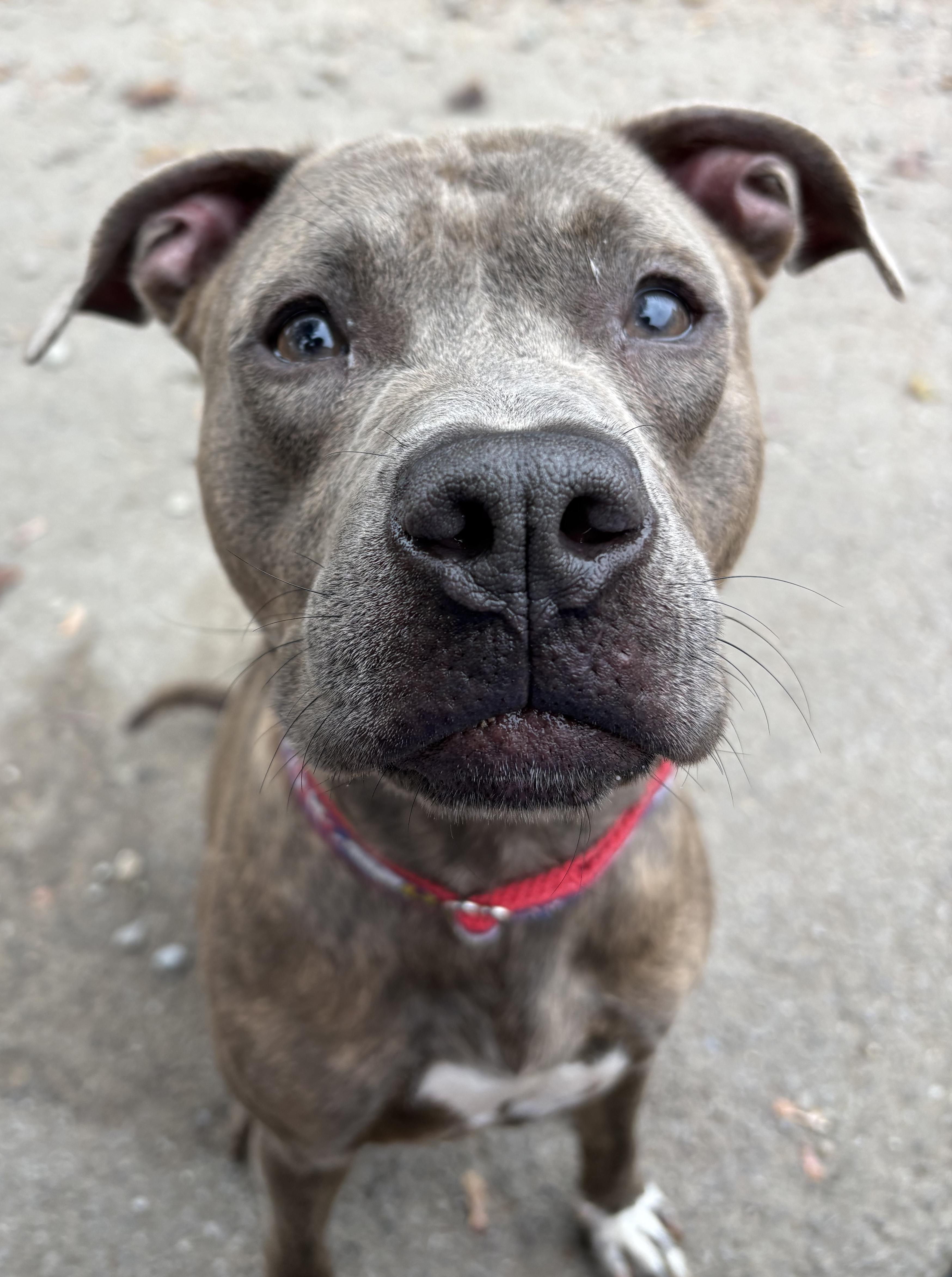 Enlarge Cracker Jack, a Adopted Pit Bull Terrier in Buffalo, NY image 6/6