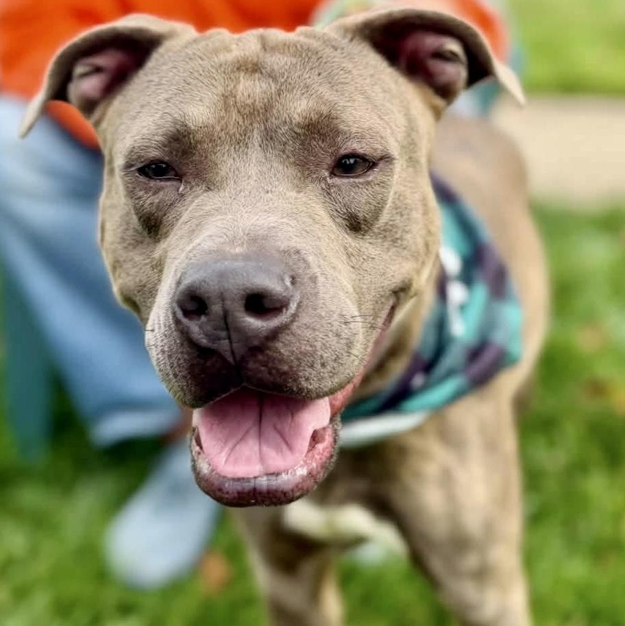 Cracker Jack, Adopted, Young Male Pit Bull Terrier.