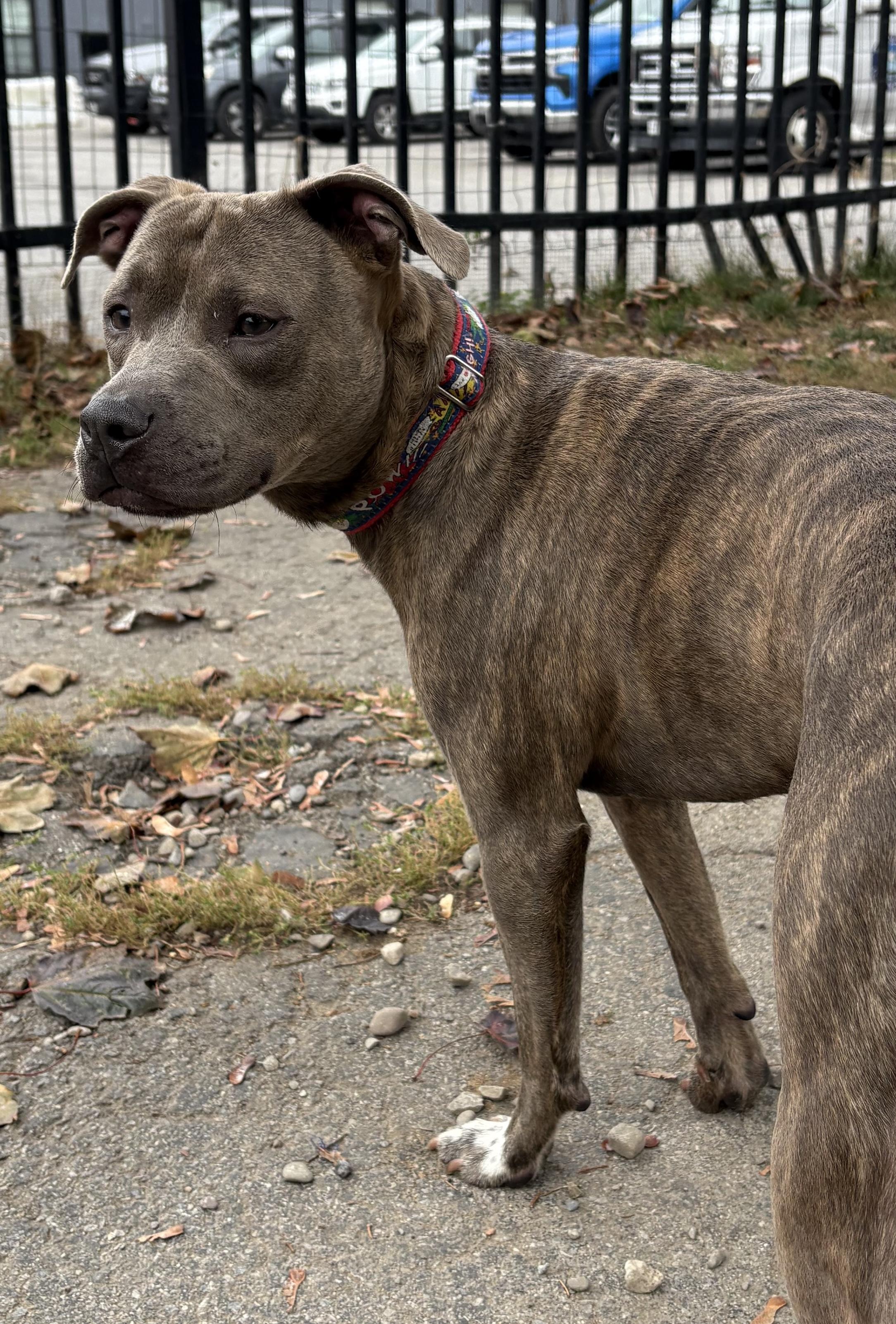 Enlarge Cracker Jack, a Adopted Pit Bull Terrier in Buffalo, NY image 5/6